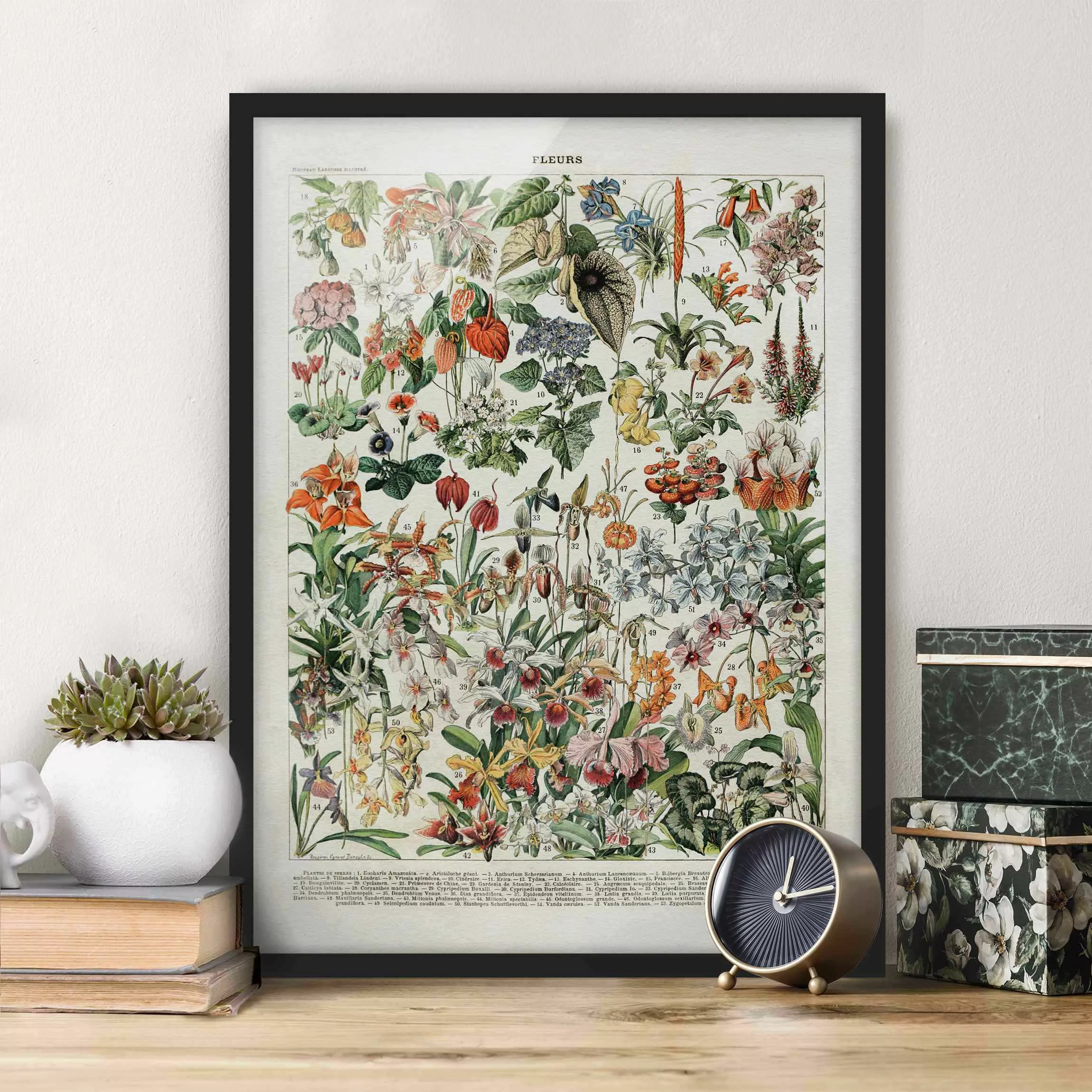 Bild mit Rahmen Blumen - Hochformat Vintage Lehrtafel Blumen III günstig online kaufen