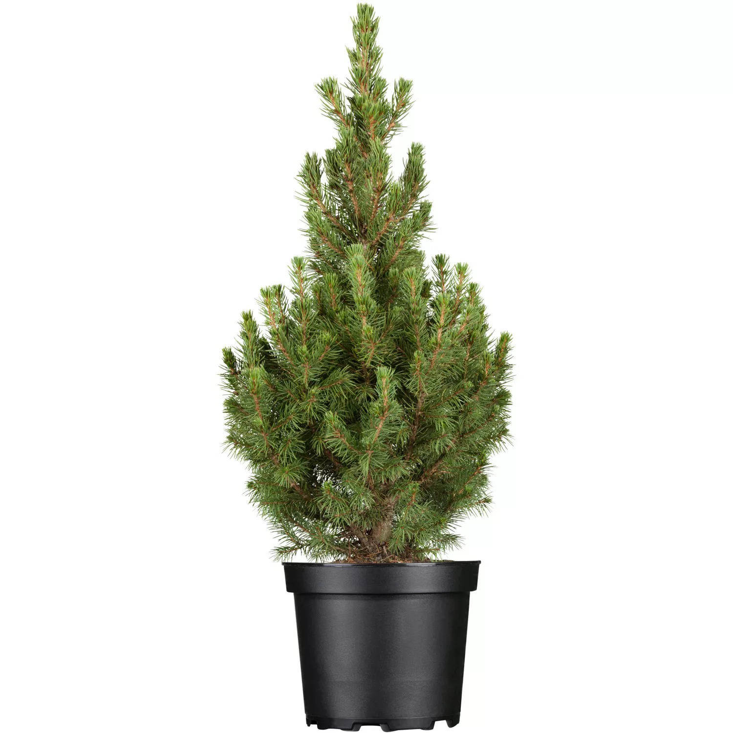 OBI Zuckerhutfichte Conica Höhe ca. 50 - 60 cm Topf ca. 5 l Picea günstig online kaufen