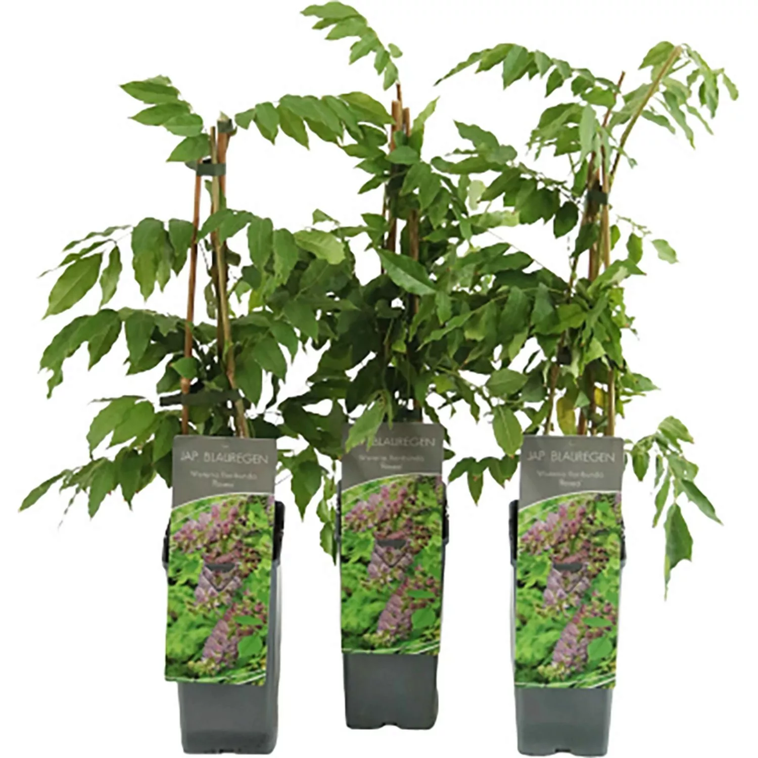 Blauregen Rosea Höhe ca. 40 - 60 cm Topf ca. 2 l Wisteria floribunda günstig online kaufen