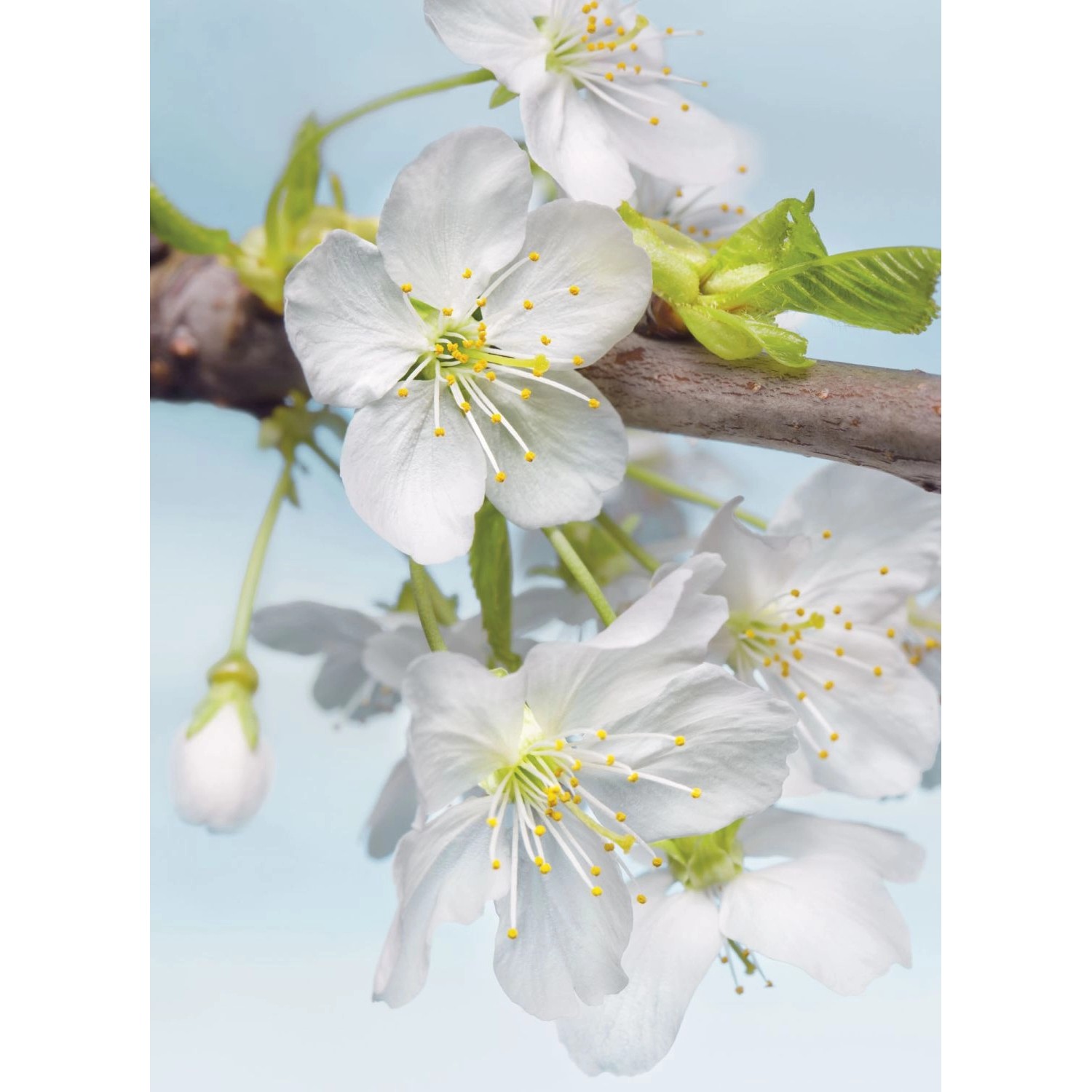 Sanders & Sanders Fototapete Kirschblüten Weiß Grün und Blau 184 x 248 cm 6 günstig online kaufen