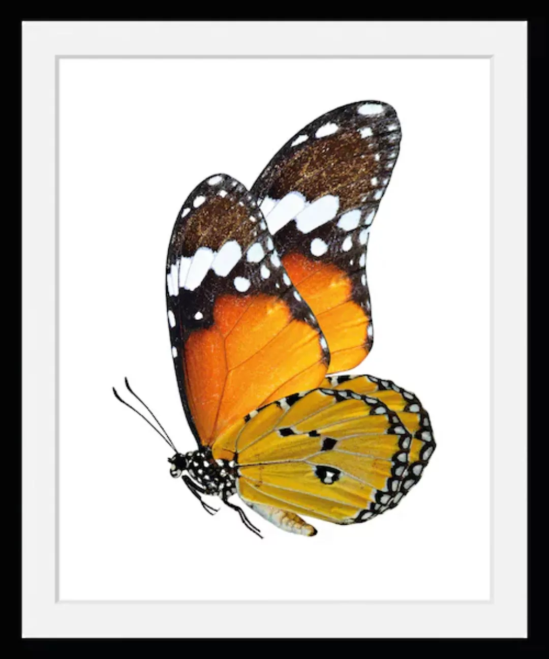 queence Bild »Mario«, Schmetterlinge, (1 St.) günstig online kaufen