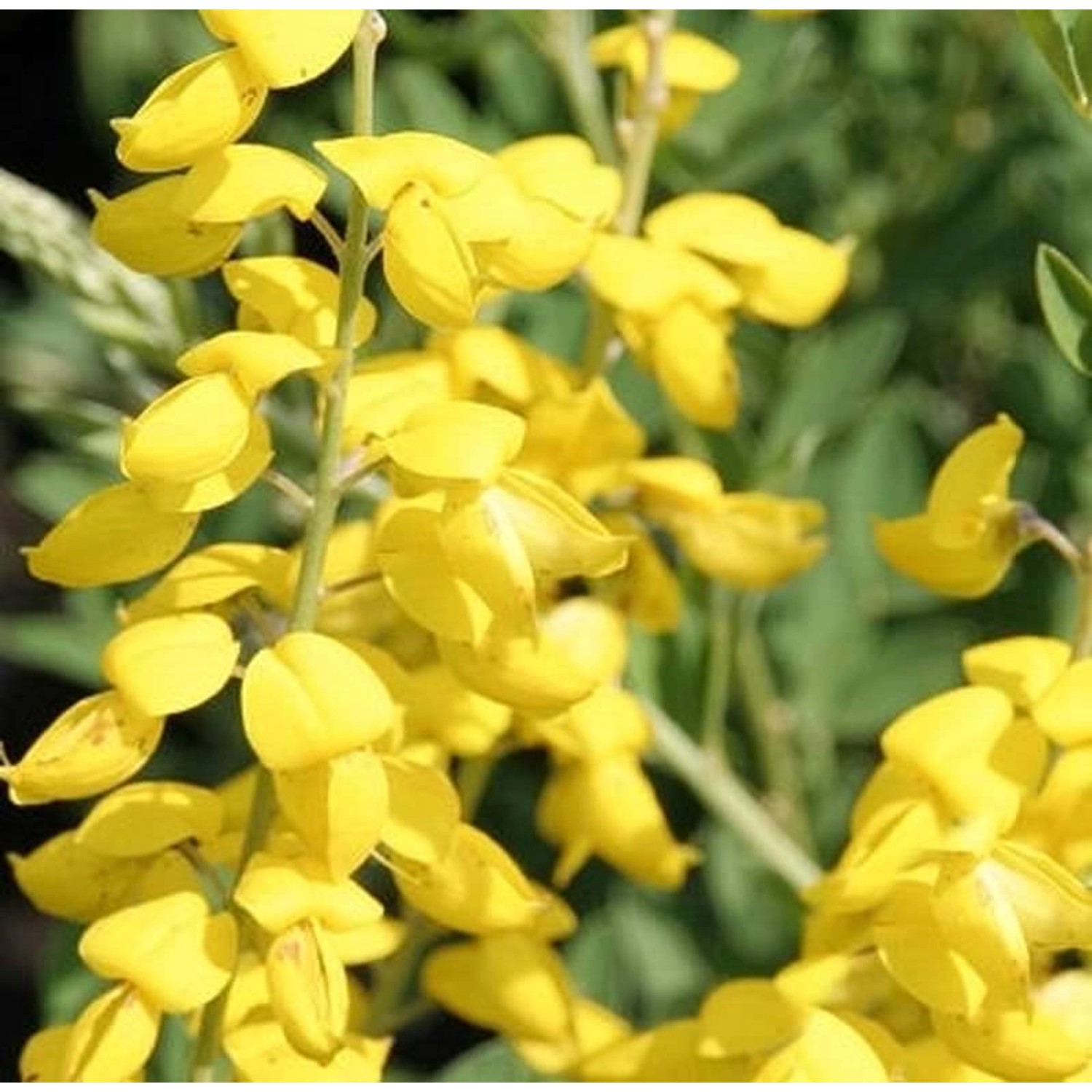 Schwärzender Ginster Cyni 20-30cm - Cytisus nigricans günstig online kaufen