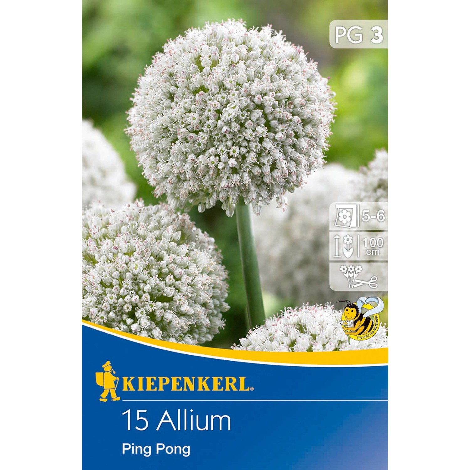 Kiepenkerl Blumenzwiebeln Zierlauch Ping Pong Weiß 15 Stück Allium x Hybrid günstig online kaufen