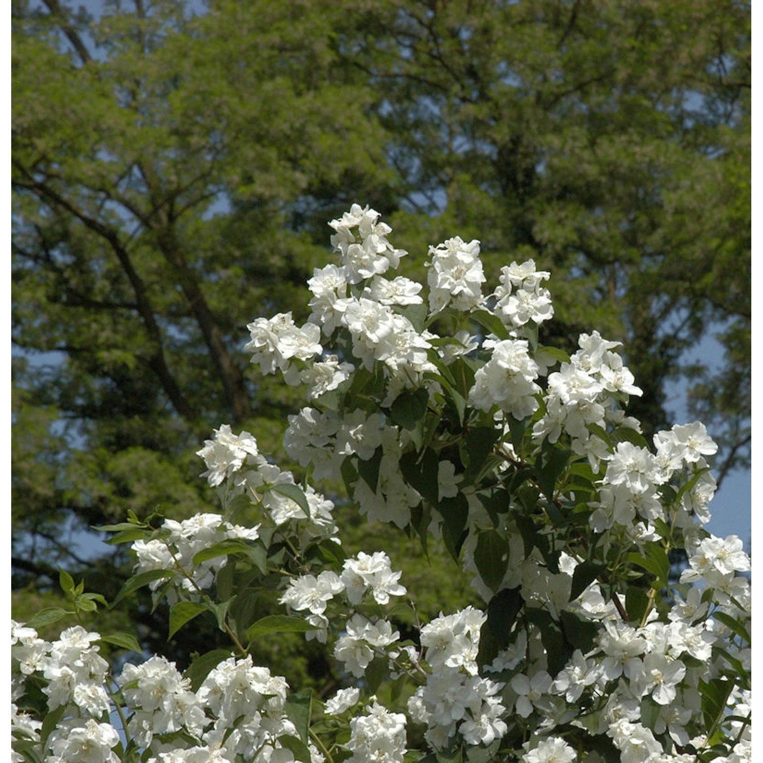 Gefüllter Gartenjasmin 30-40cm - Philadelphus günstig online kaufen