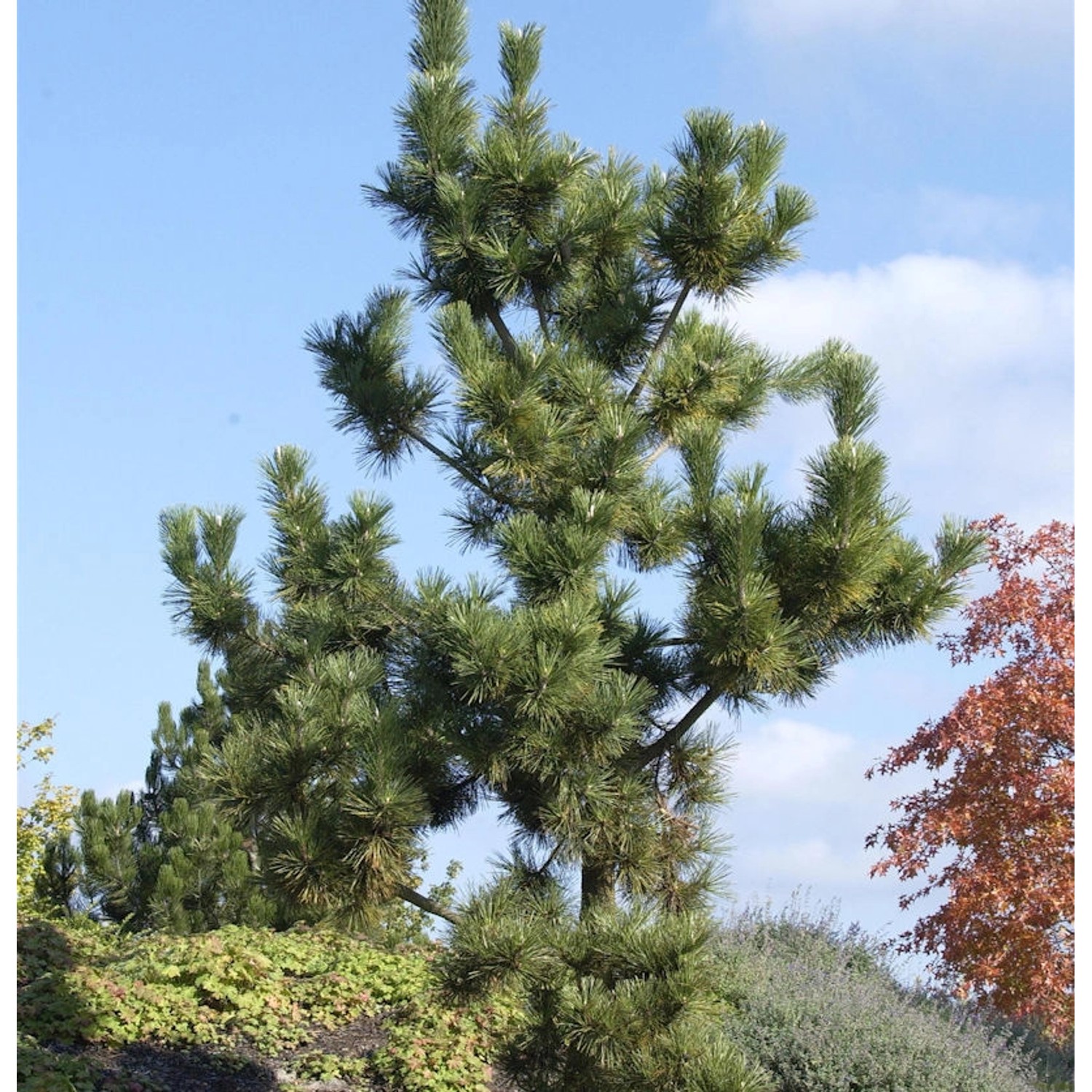 Japanische Schwarzkiefer 40-60cm - Pinus thunbergii günstig online kaufen