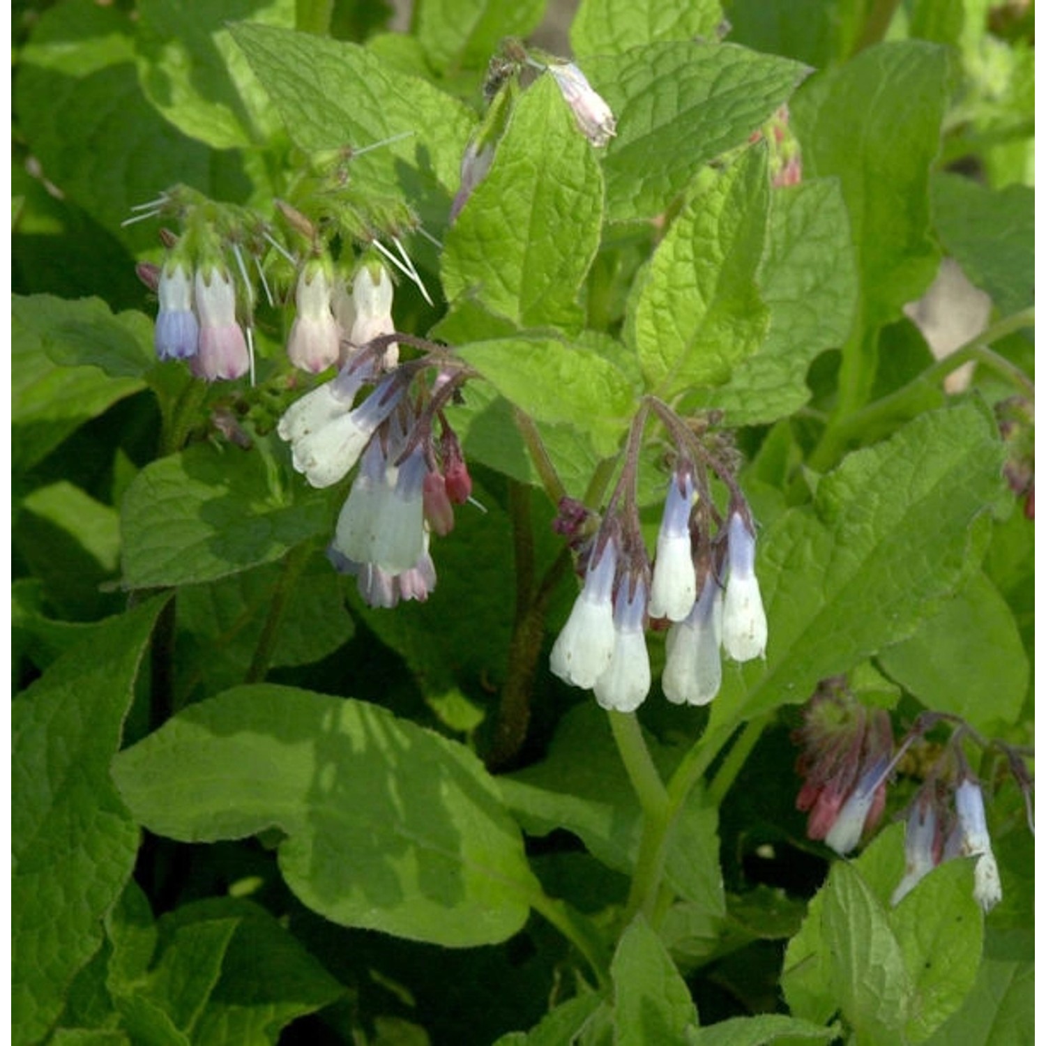 Kaukasus Beinwell Hidcote Blue - Symphytum grandiflorum günstig online kaufen