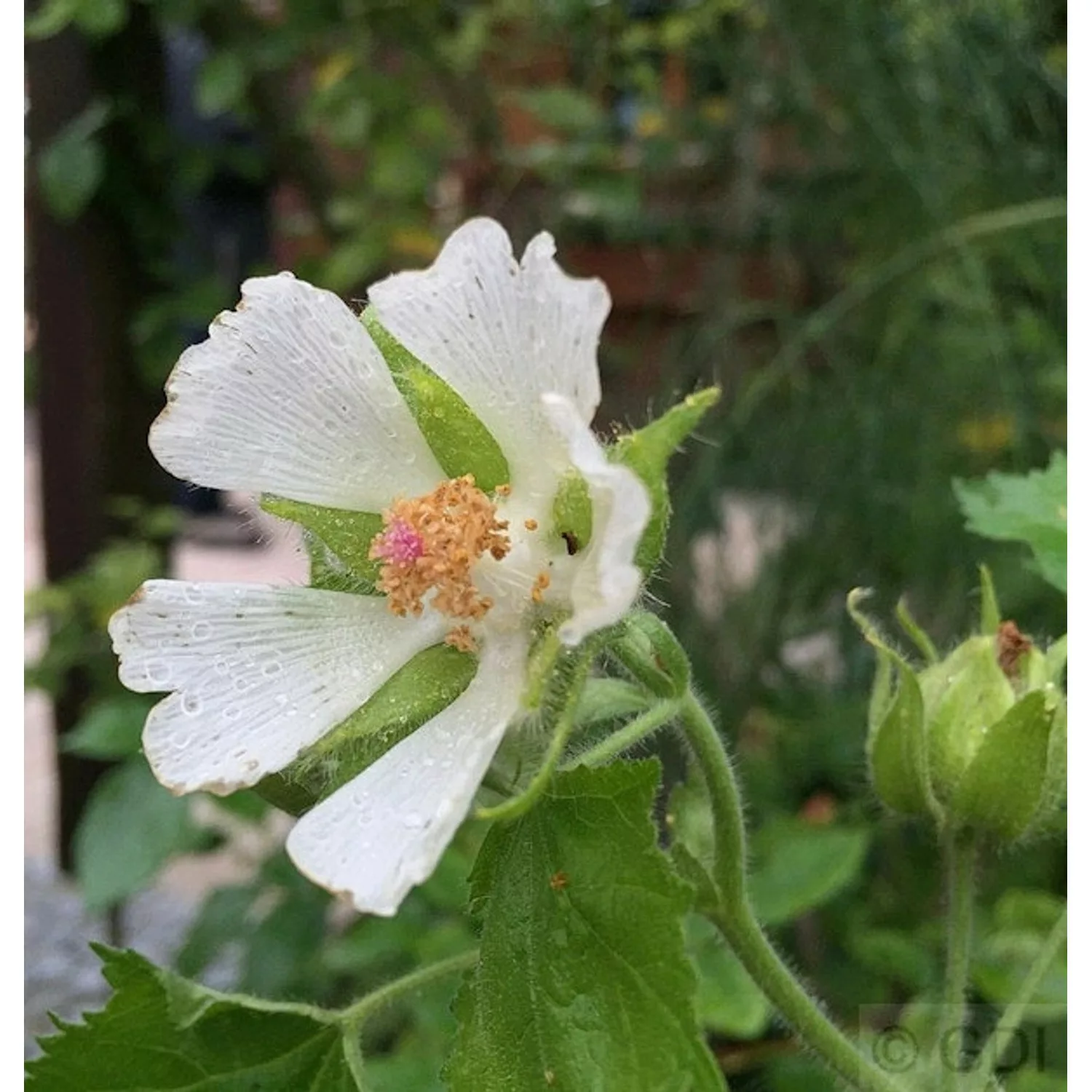 Mohnmalve - Kitaibelia vitifolia günstig online kaufen