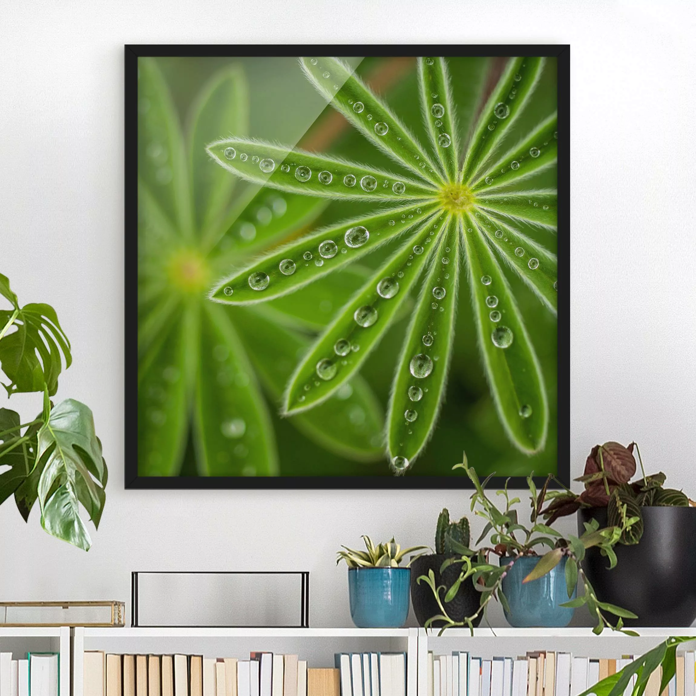 Bild mit Rahmen Blumen - Quadrat Morgentau auf Lupinenblättern günstig online kaufen