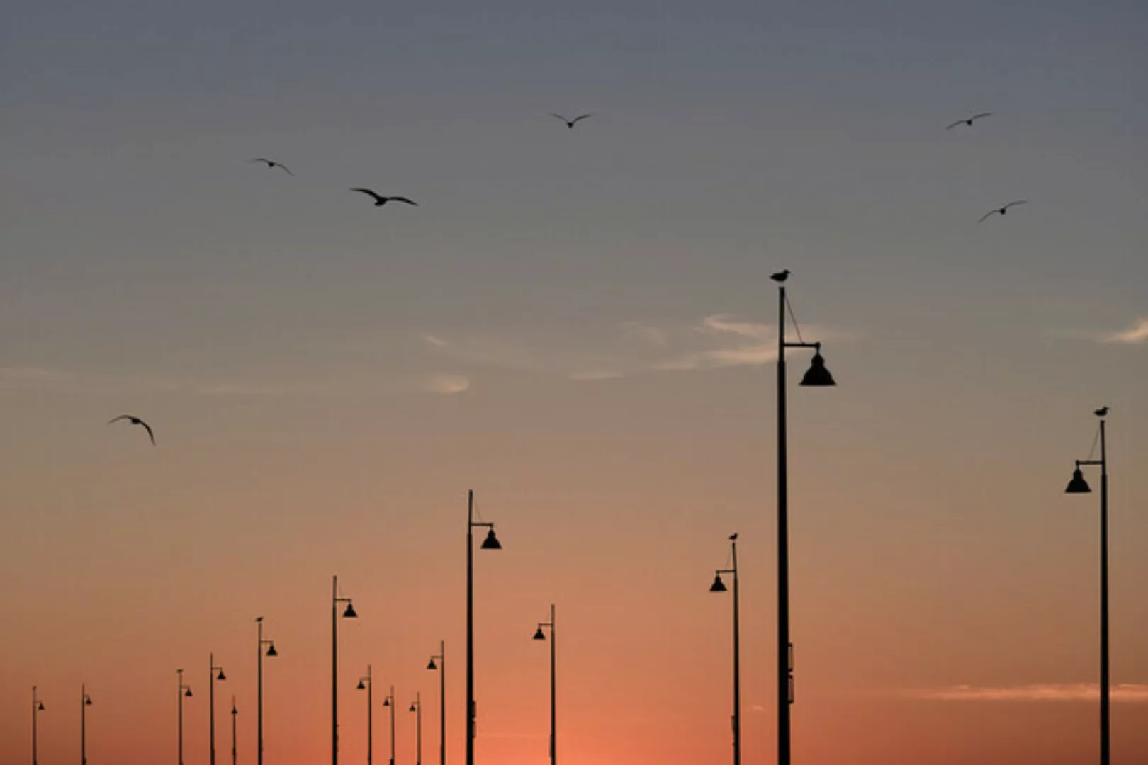 Poster / Leinwandbild - Birds On The Pier günstig online kaufen
