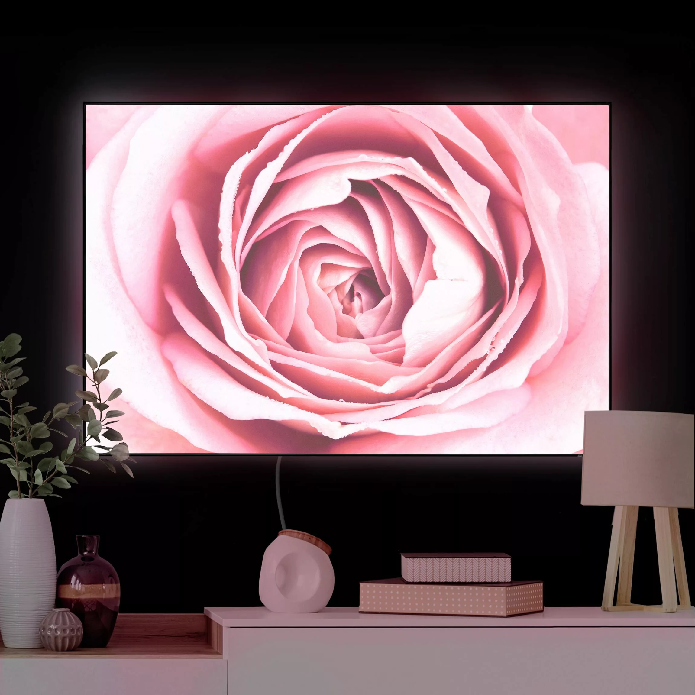 LED-Wechselbild Rosa Rosenblüte günstig online kaufen