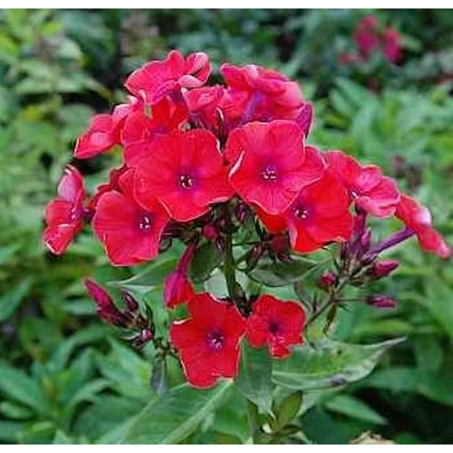 Hohe Flammenblume Orange - Phlox paniculata günstig online kaufen