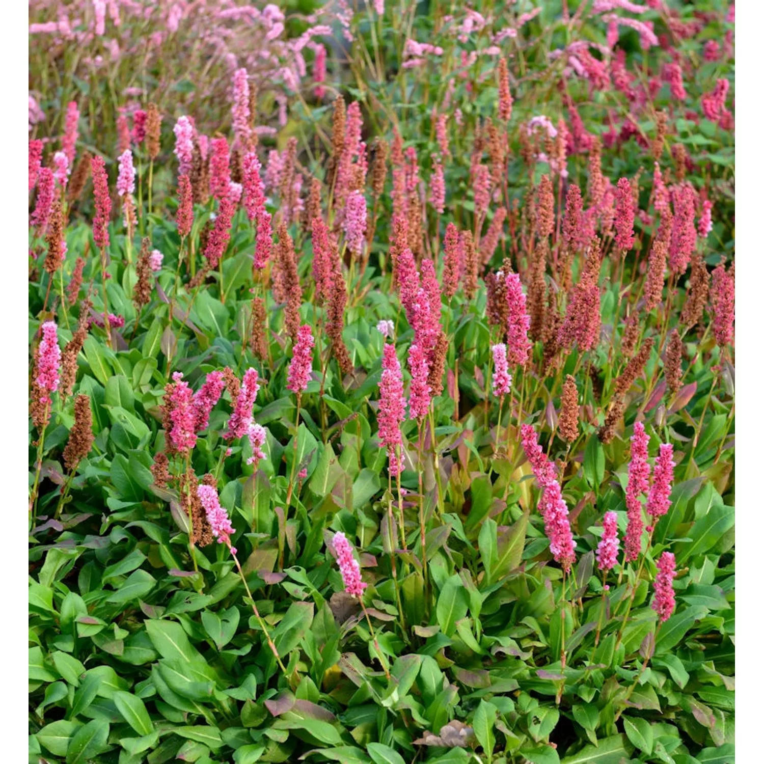 Kerzenknöterich Lisan - Persicaria amplexicaulis günstig online kaufen