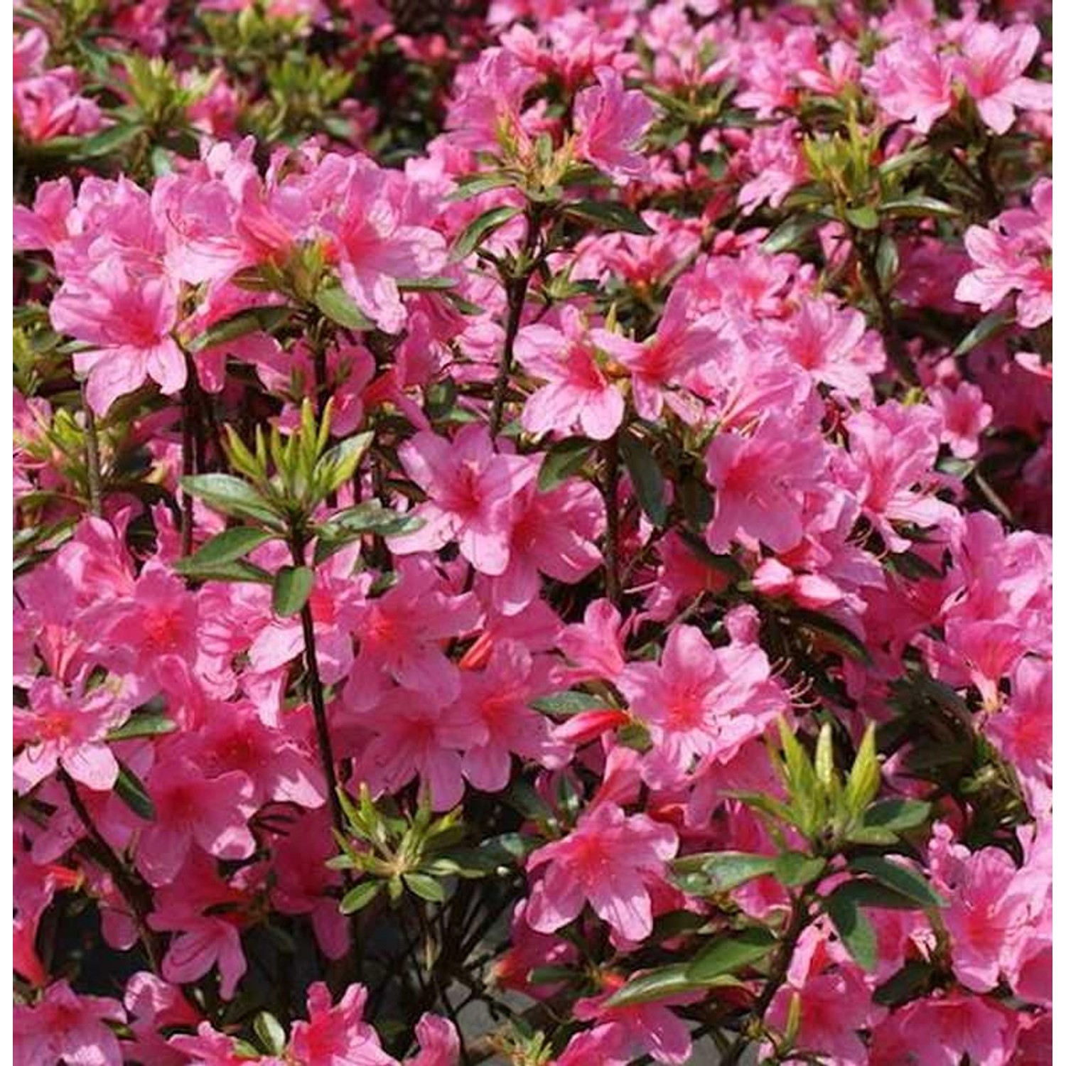 Japanische Azalee Madame Albert v. Hecke 30-40cm - Rhododendron obtusum - Z günstig online kaufen