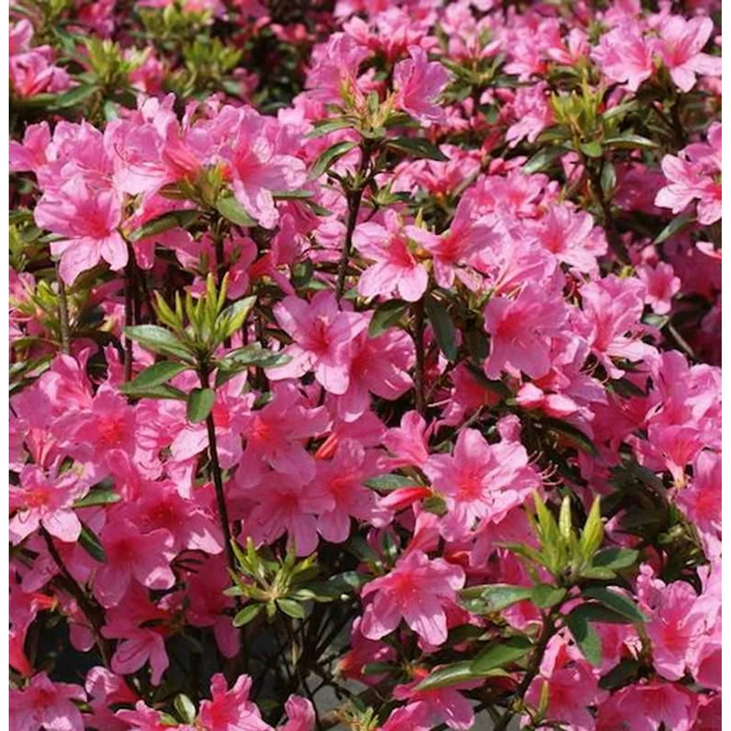 Hochstamm Japanische Azalee Madame Albert v. Hecke 80-100cm - Rhododendron günstig online kaufen