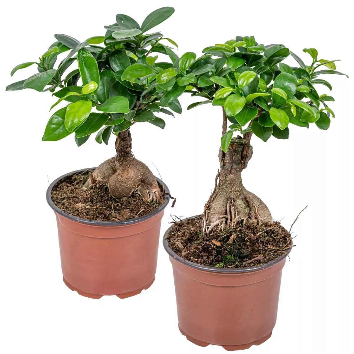 Casa Caron | 2er-Set Ficus Ginny günstig online kaufen