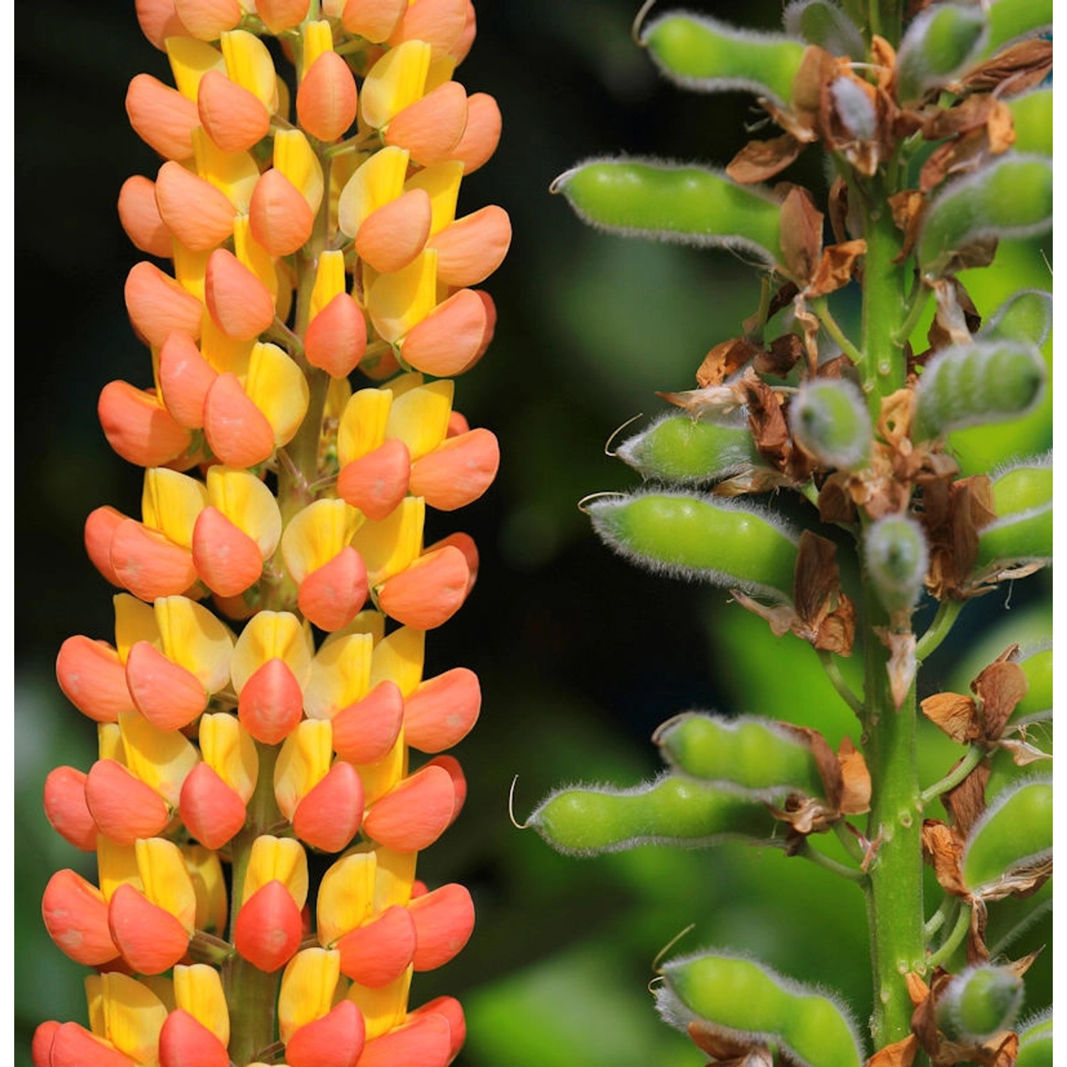 Gartenlupinie WC Gladiator - Lupinus polyphyllus günstig online kaufen