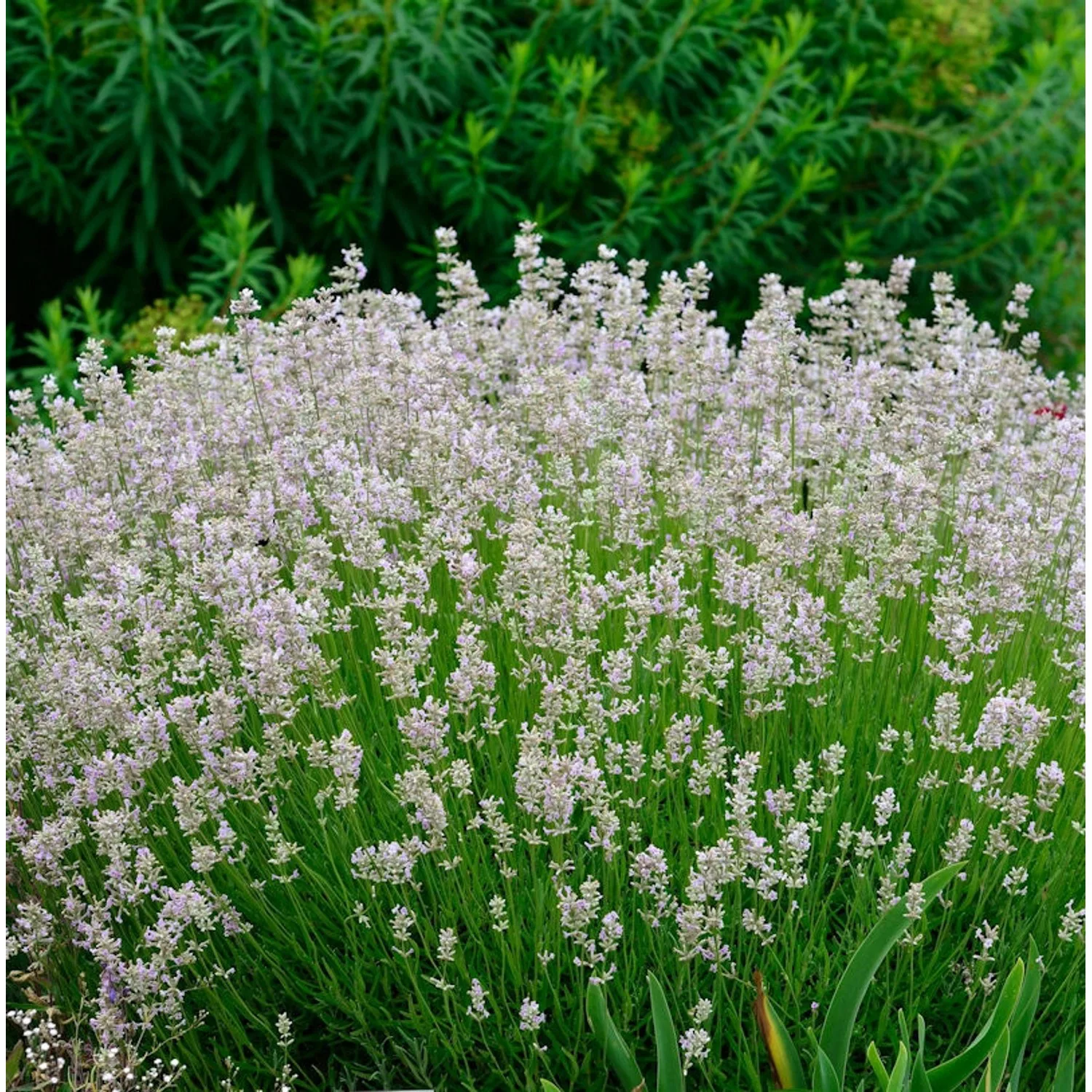 Echter Lavendel Melissa - Lavandula angustifolia günstig online kaufen