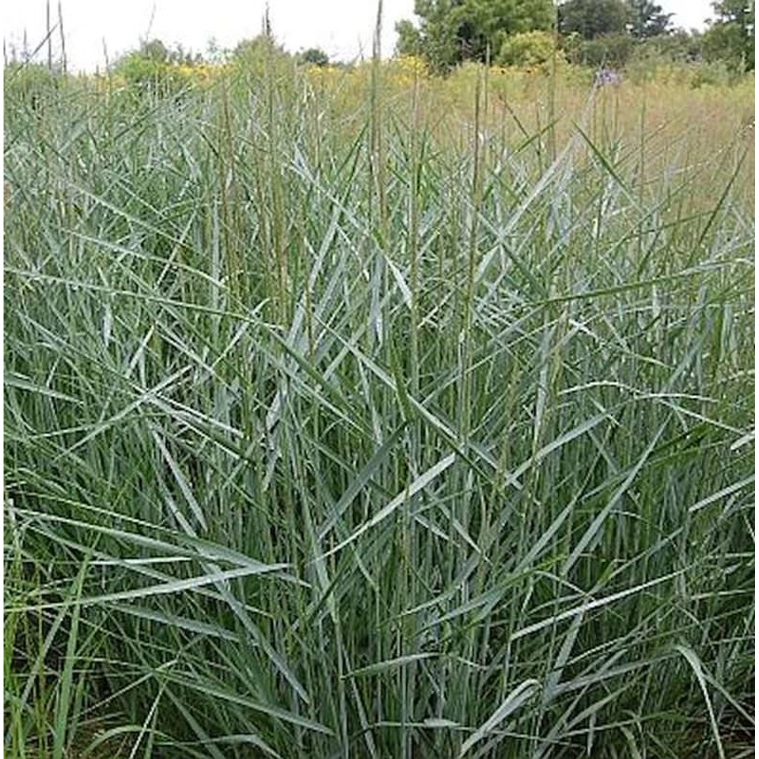 Rutenhirse Prairie Sky - Panicum virgatum günstig online kaufen