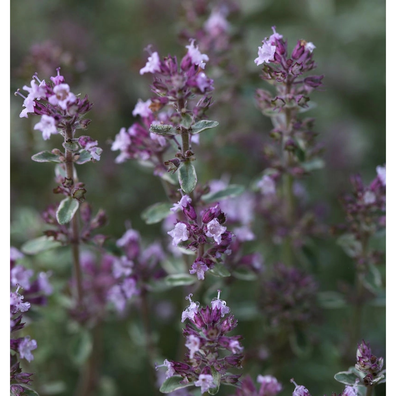 Echter Thymian Silver Posie - Thymus vulgaris günstig online kaufen