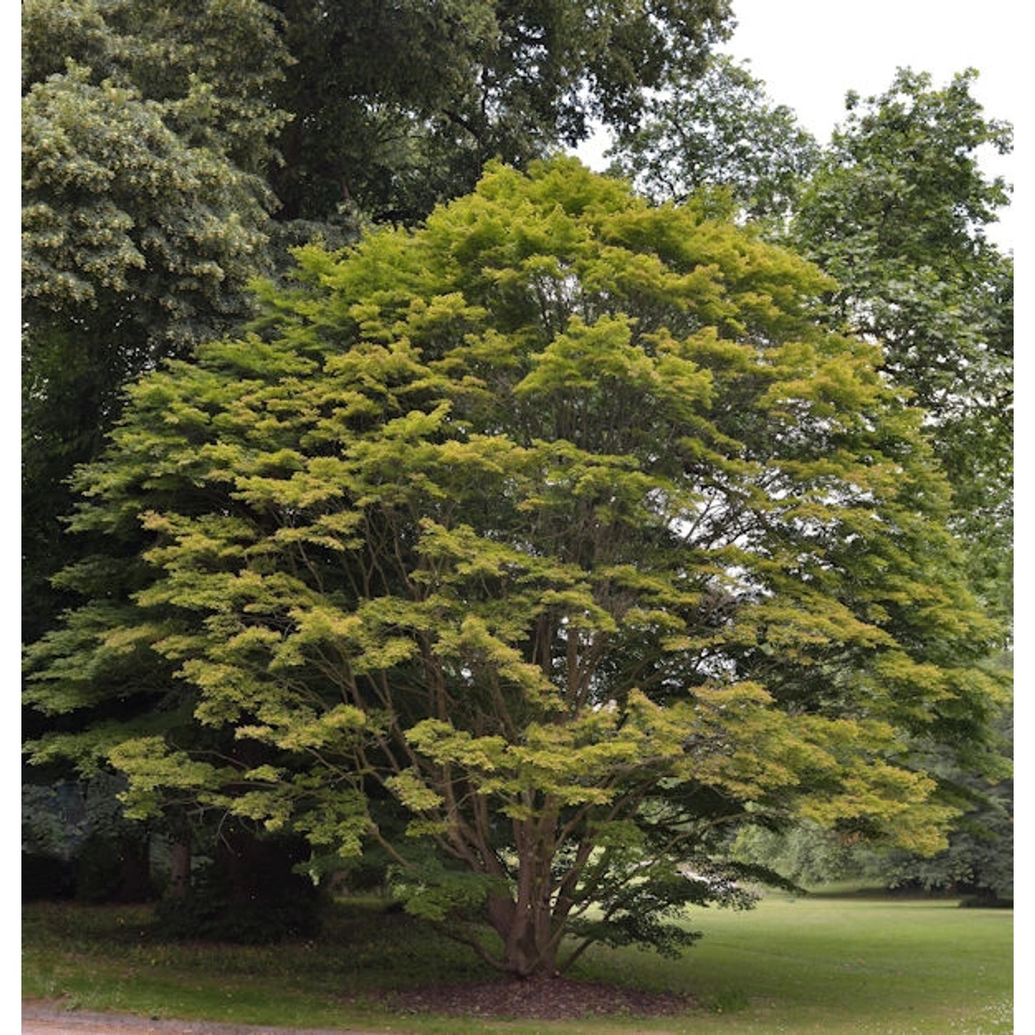 Fächer Ahorn 125-150cm - Acer palmatum günstig online kaufen