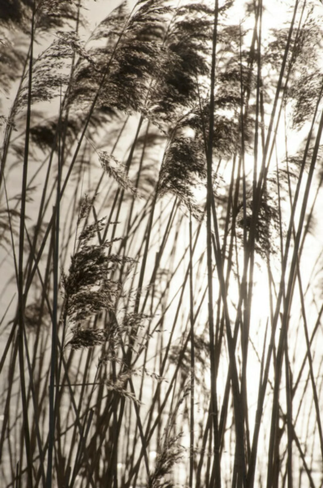 Poster / Leinwandbild - Grasses In The Golden Sunset günstig online kaufen