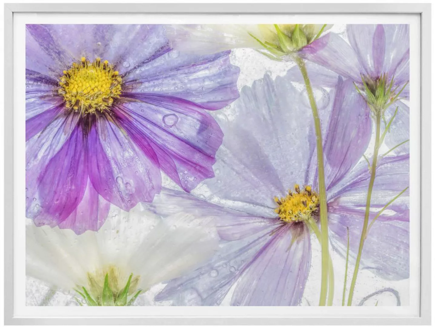 Wall-Art Poster "Frozen Flowers", Blumen, (1 St.) günstig online kaufen