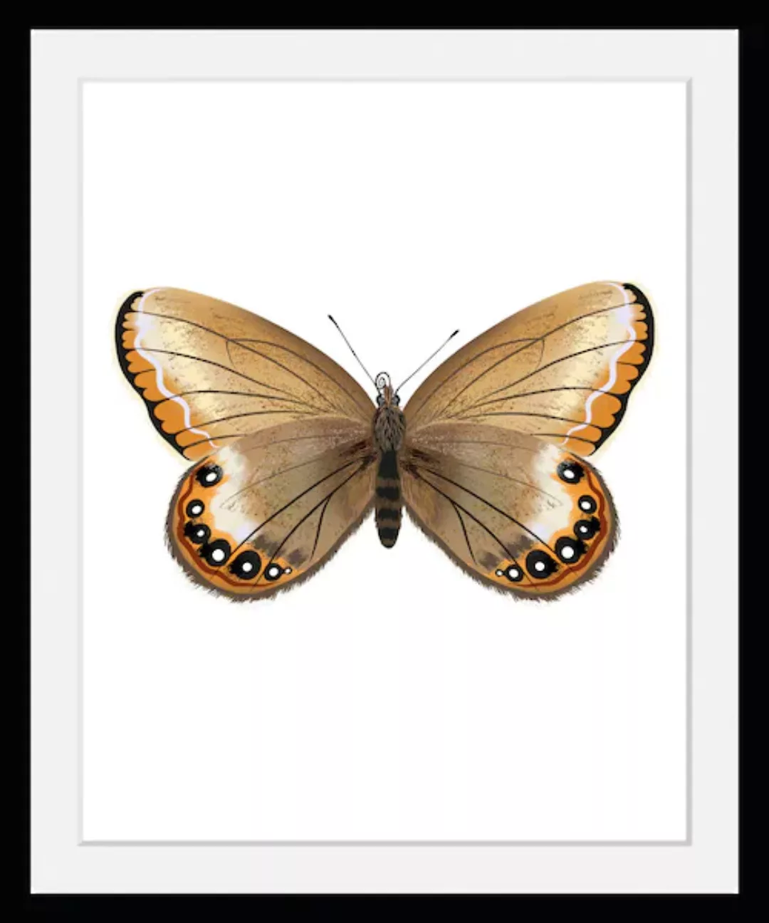 queence Bild »Lexy«, Schmetterlinge-Kunst-Insekten, (1 St.), HD Premium Pos günstig online kaufen