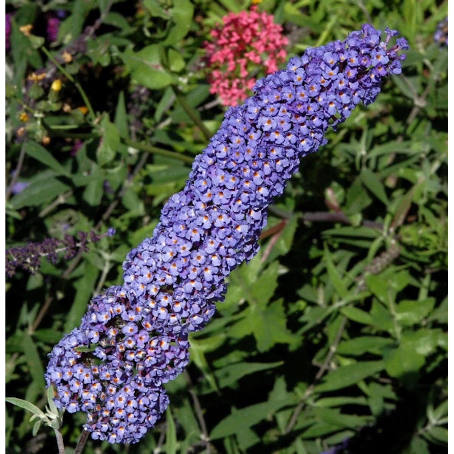 Sommerflieder Darts Papillion Blue 100-125cm - Buddleja günstig online kaufen