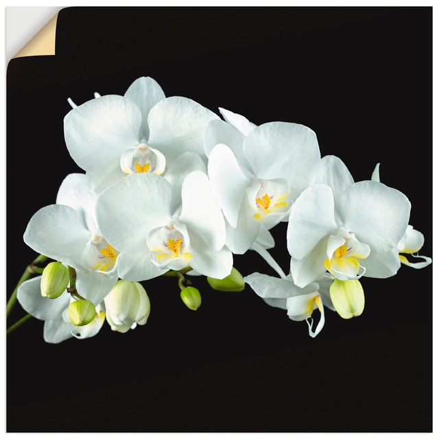 Artland Wandbild "Weiße Orchidee auf schwarzem Hintergrund", Blumen, (1 St. günstig online kaufen