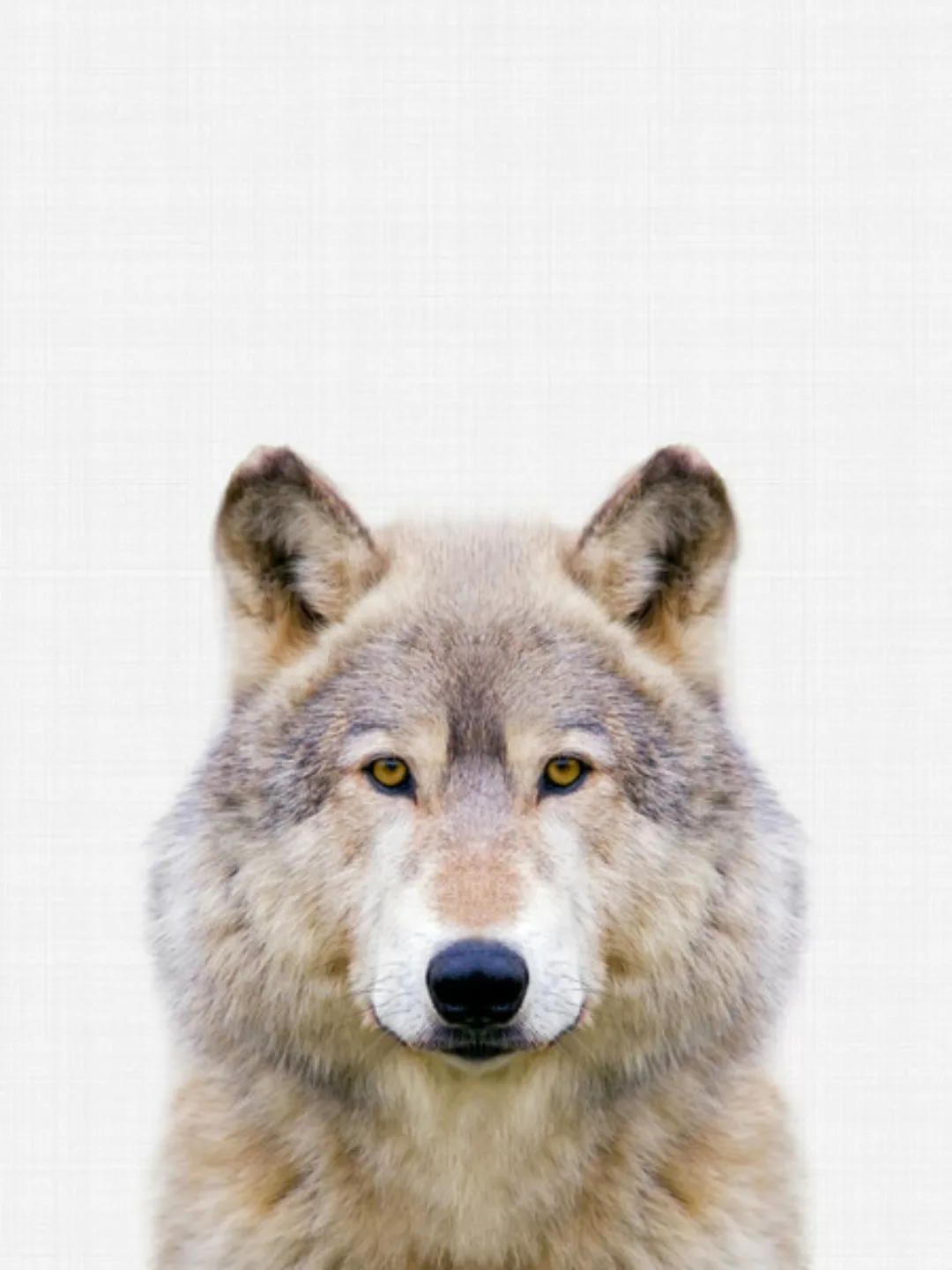 Poster / Leinwandbild - Wolf günstig online kaufen