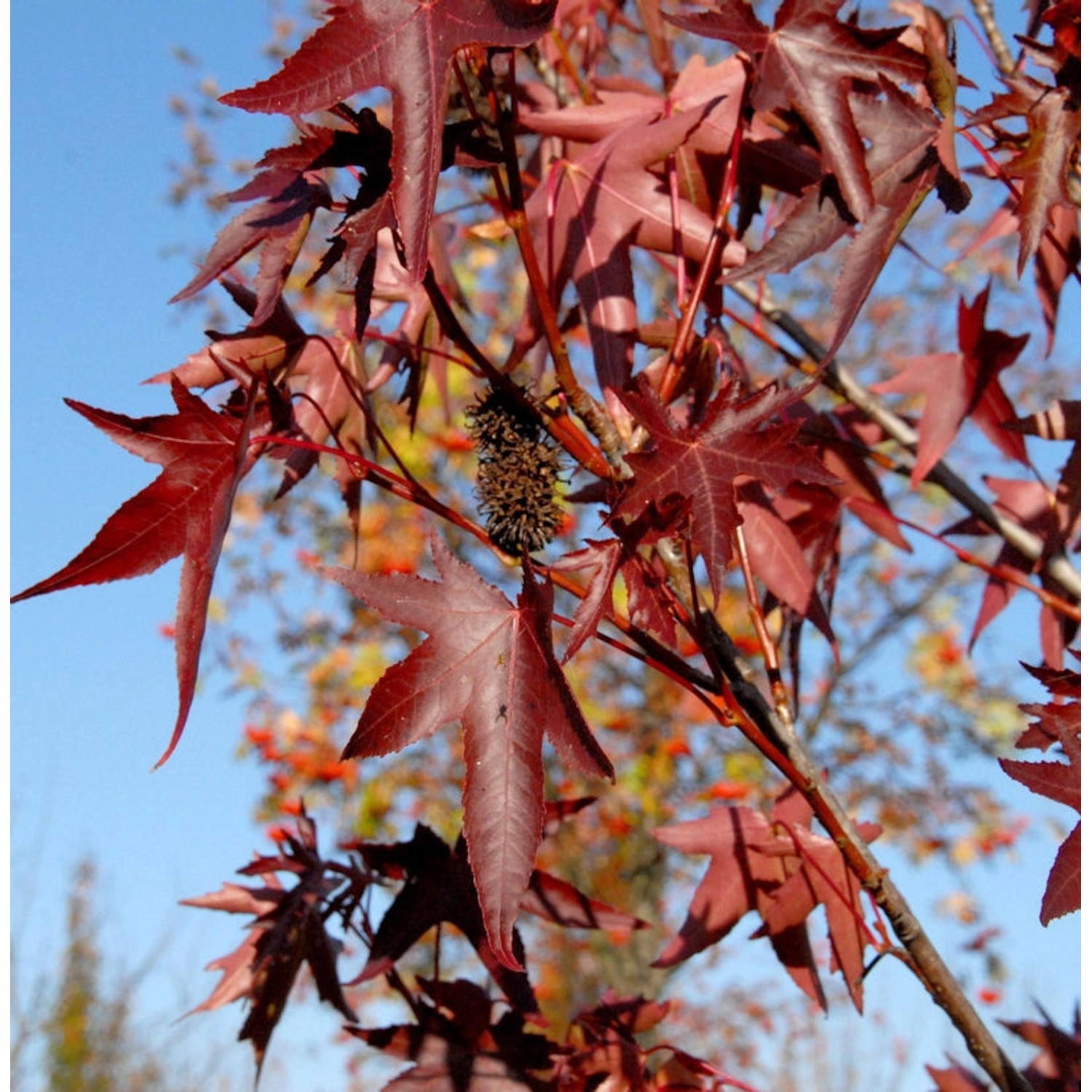 Amerikanischer Amberbaum Stared 100-125cm - Liquidambar styraciflua günstig online kaufen