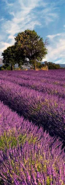 living walls Fototapete »Lavendelfeld in der Provence«, Vlies, Wand, Schräg günstig online kaufen