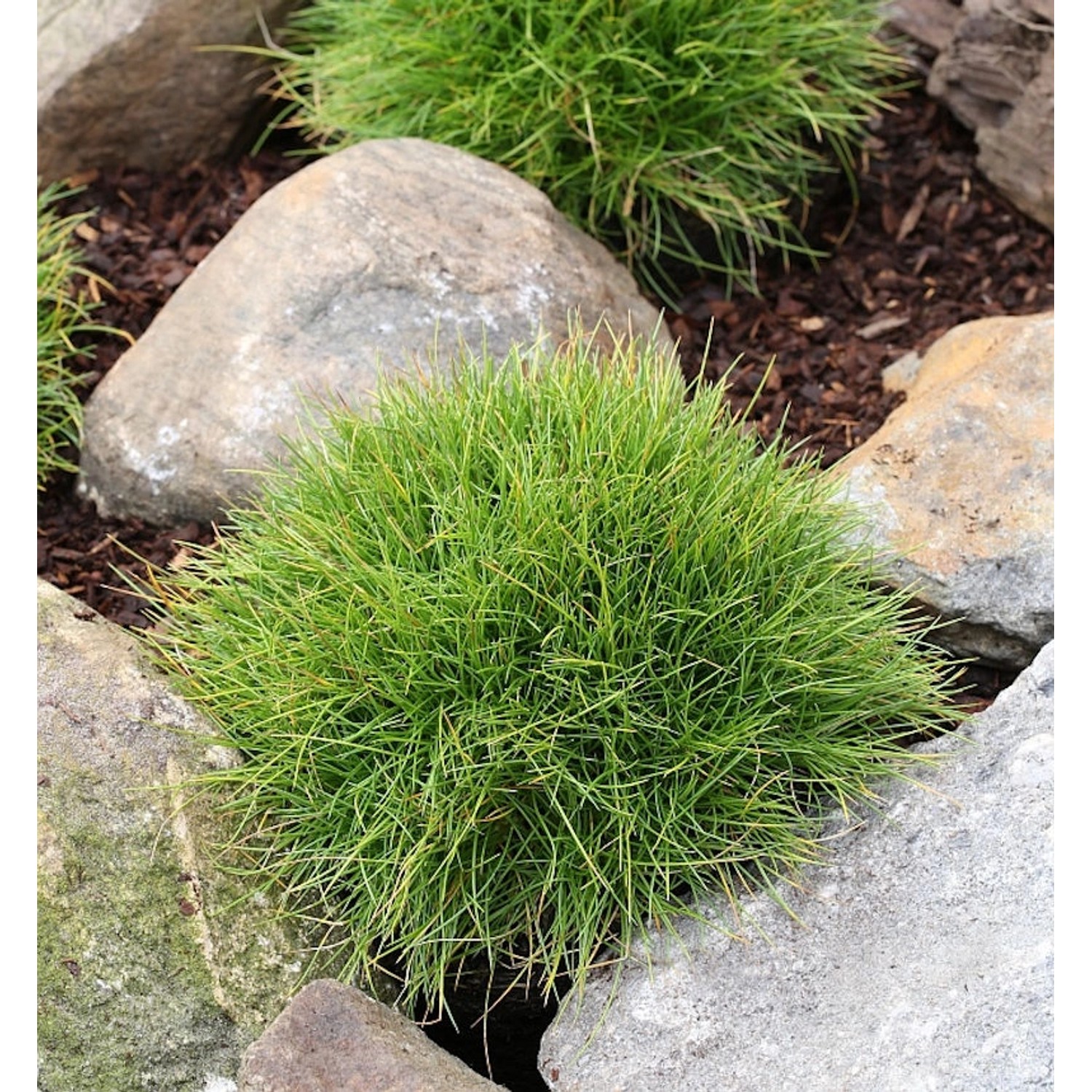 Bärenfellschwingel Pic Carlit - großer Topf - Festuca gautieri günstig online kaufen