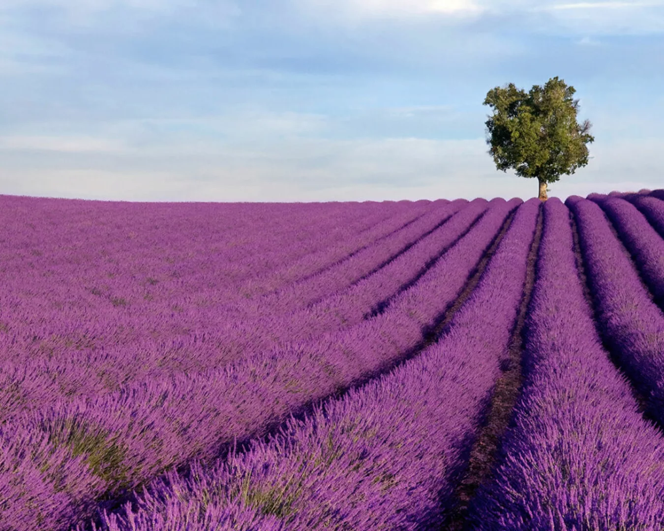 Fototapete "Lavendelfeld" 4,00x2,50 m / Strukturvlies Klassik günstig online kaufen