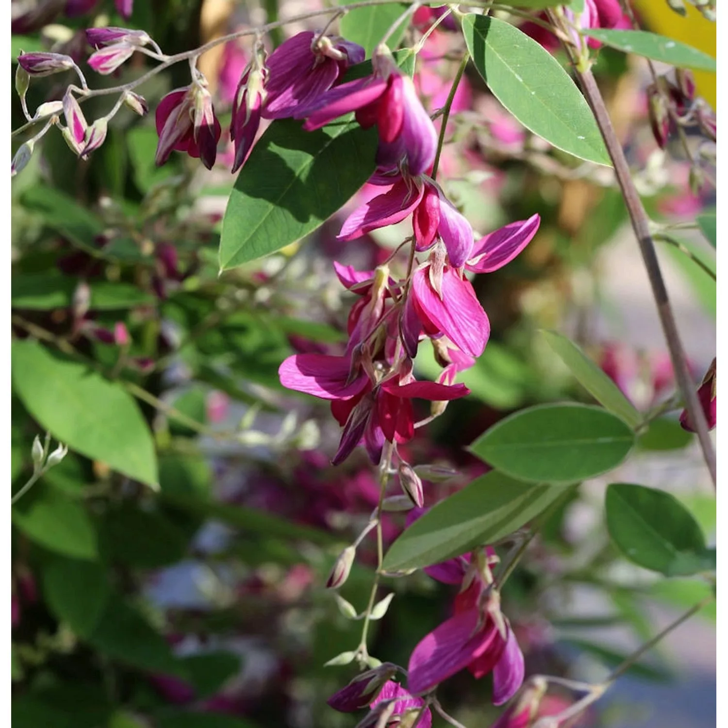 Buschklee 80-100cm - Lespedeza thunbergii günstig online kaufen