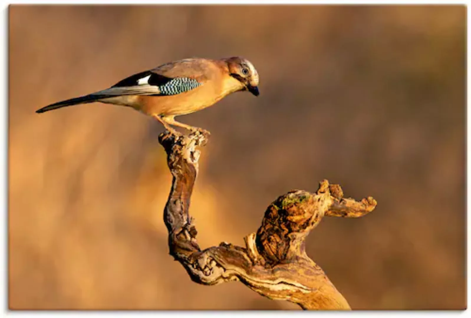 Artland Wandbild »Eichelhäher«, Vogelbilder, (1 St.), als Leinwandbild, Pos günstig online kaufen