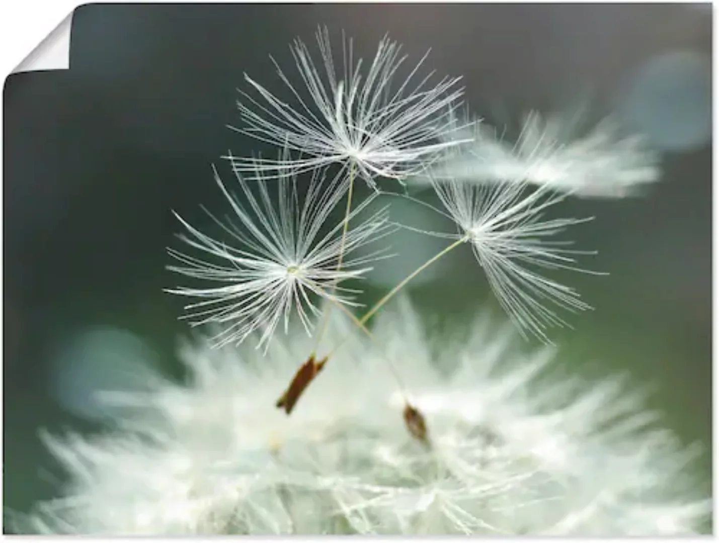 Artland Wandbild "Pusteblume Facility", Blumen, (1 St.), als Alubild, Outdo günstig online kaufen