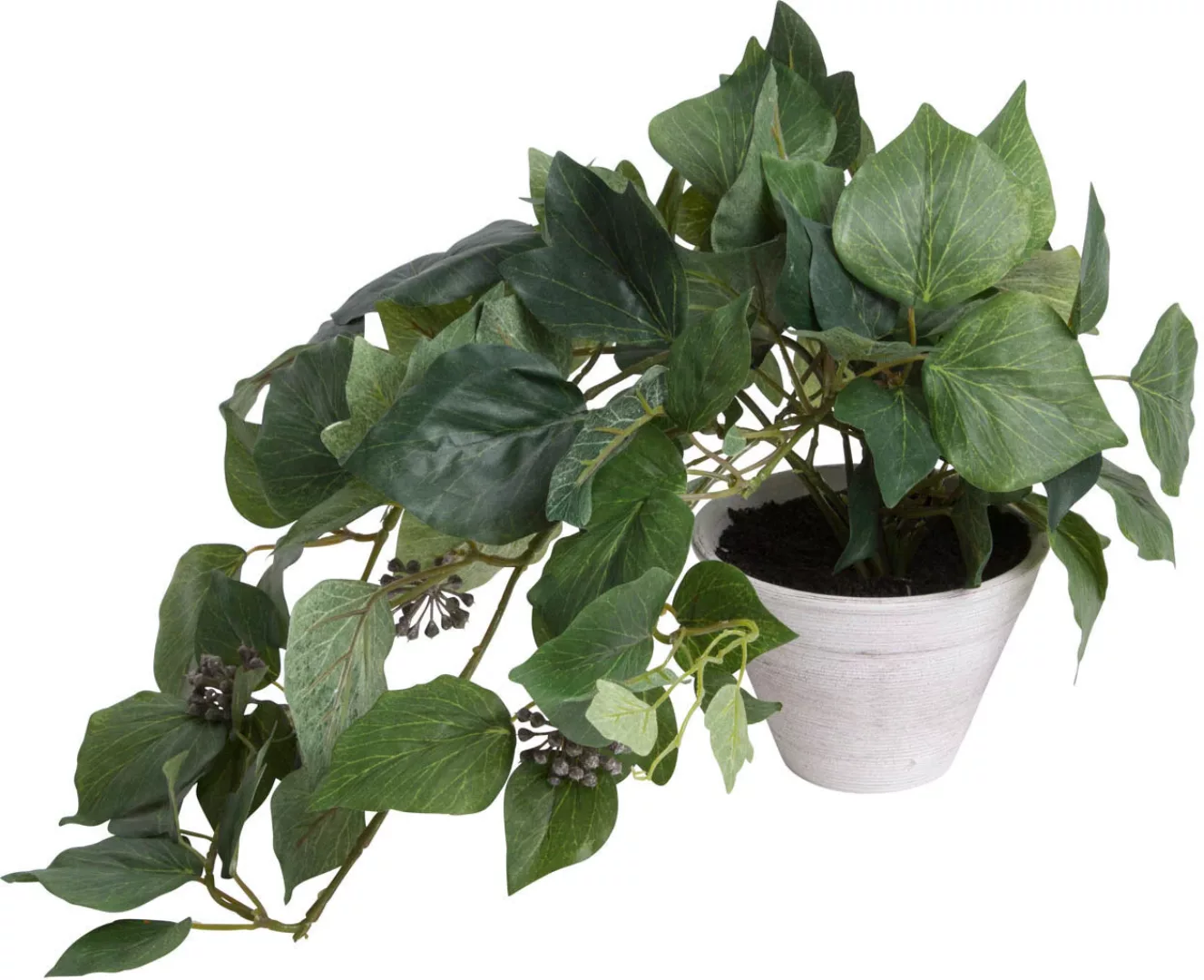 Botanic-Haus Künstliche Zimmerpflanze "Schwarzpappelhaengebusch im Tontopf" günstig online kaufen