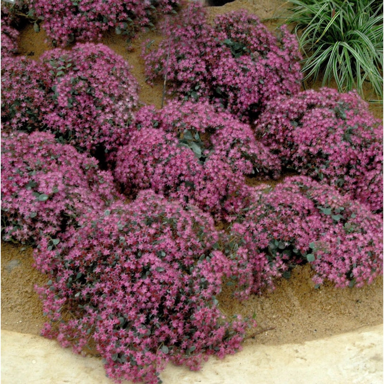 Pflaumen Fetthenne - Sedum cauticola günstig online kaufen