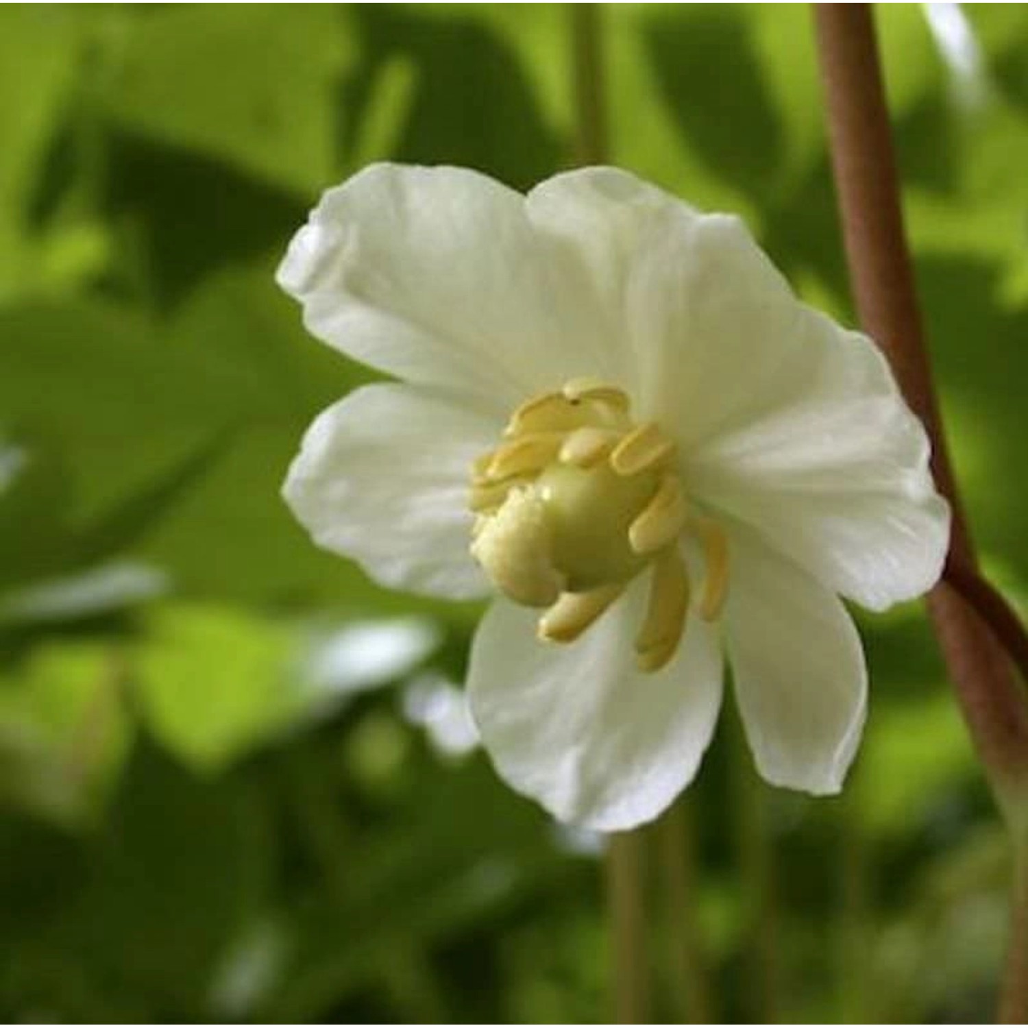 Amerikanischer Maiapfel - Podophyllum peltatum günstig online kaufen