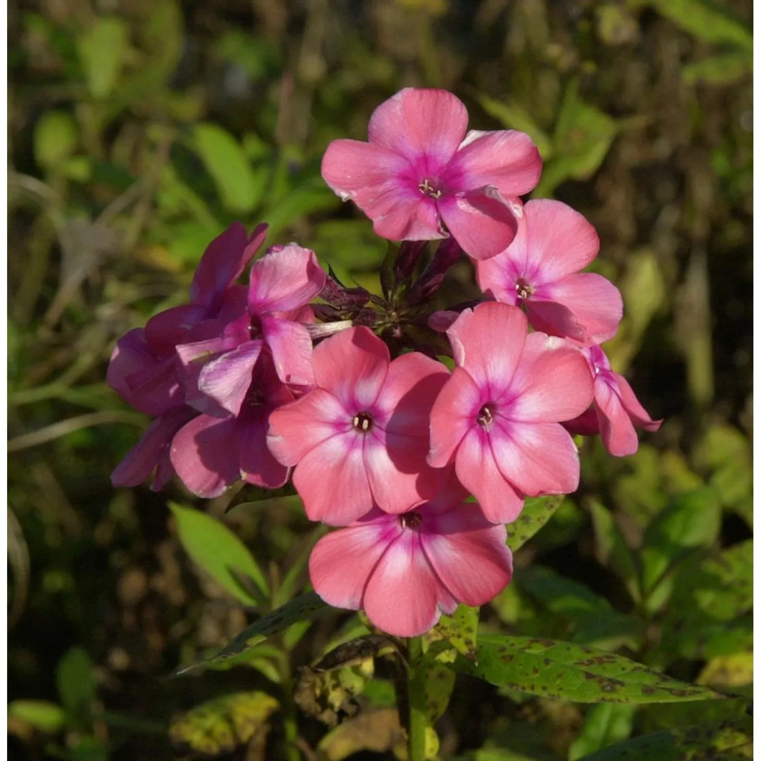 Hohe Flammenblume Sweet Summer Dream - Phlox paniculata günstig online kaufen