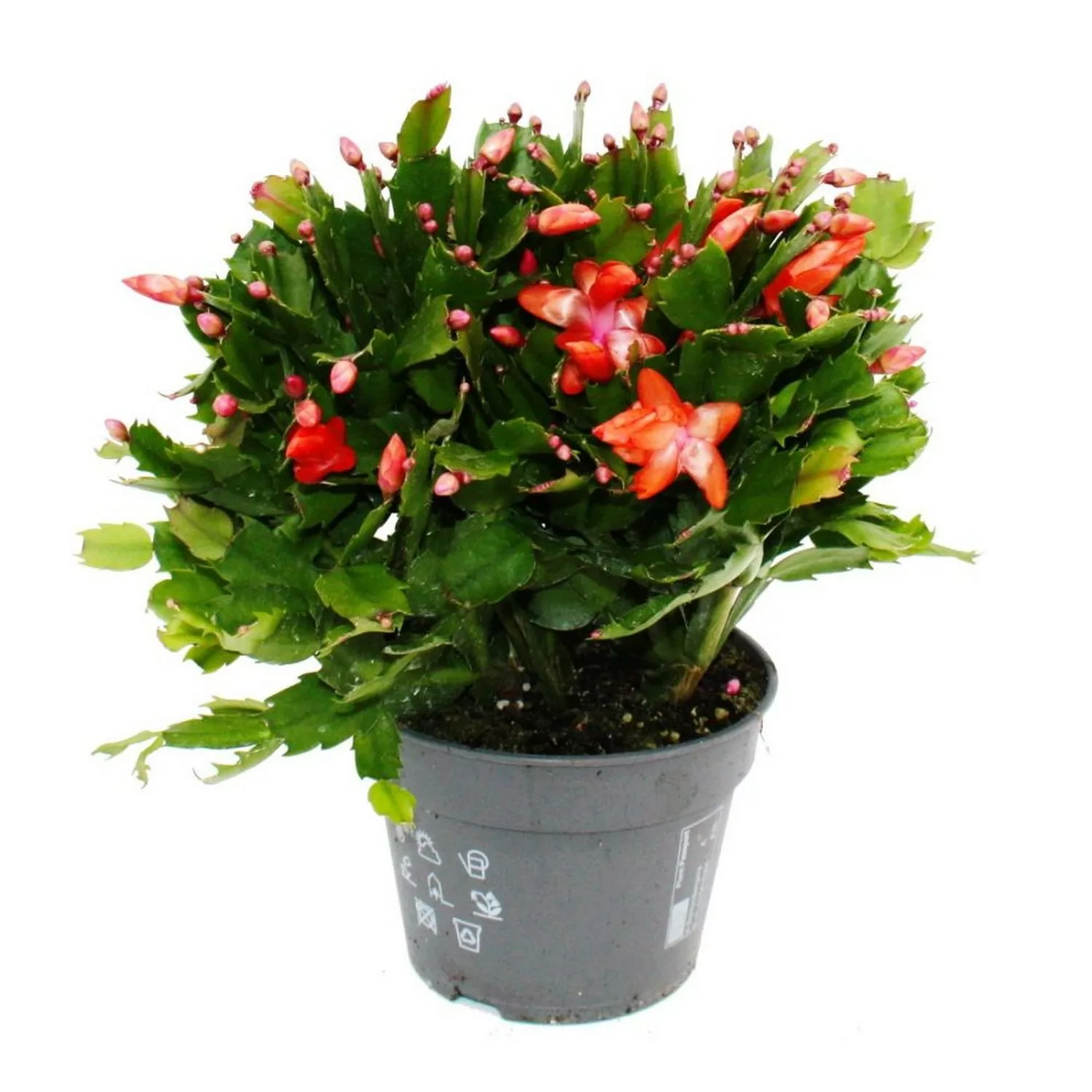 Exotenherz Großer Weihnachtskaktus Schlumbergera XXL 17cm Topf ca. 25-35cm günstig online kaufen