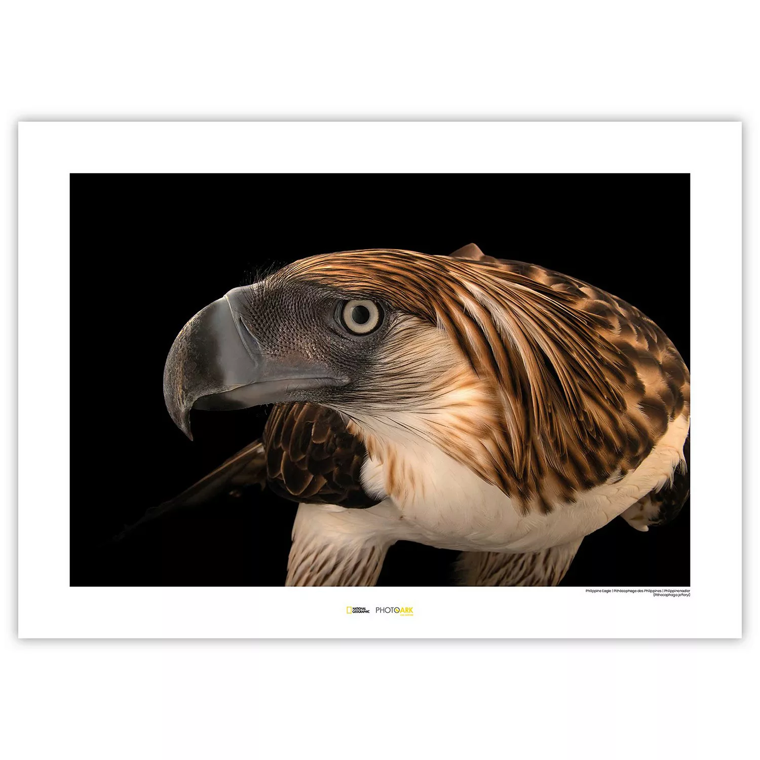 KOMAR Wandbild - Philippine Eagle - Größe: 70 x 50 cm mehrfarbig Gr. one si günstig online kaufen