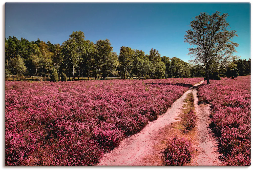 Artland Leinwandbild "Lüneburger Heide Romantik", Blumenwiese, (1 St.), auf günstig online kaufen