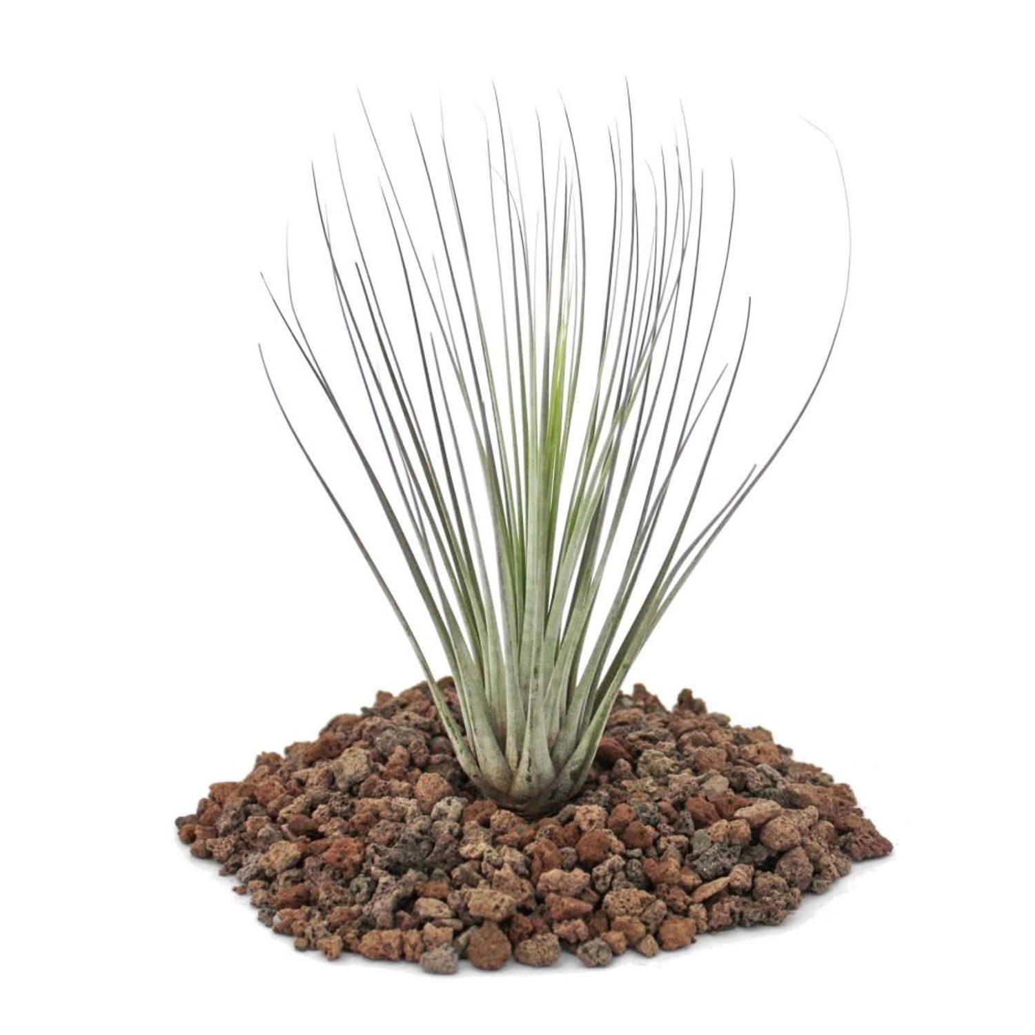 Exotenherz Tillandsia Juncea Lose Pflanze Klein günstig online kaufen