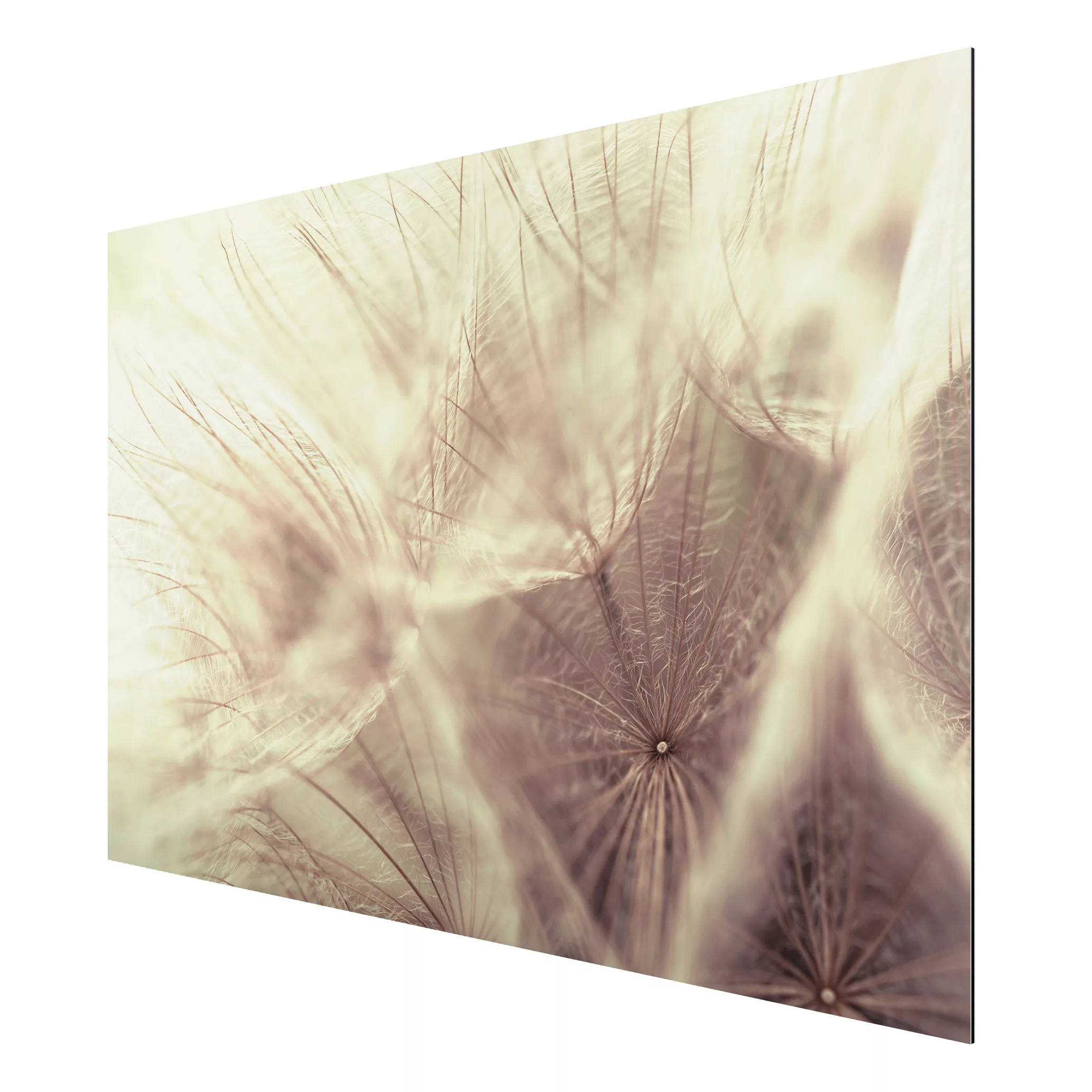 Alu-Dibond Bild Detailreiche Pusteblumen Makroaufnahme mit Vintage Blur Eff günstig online kaufen