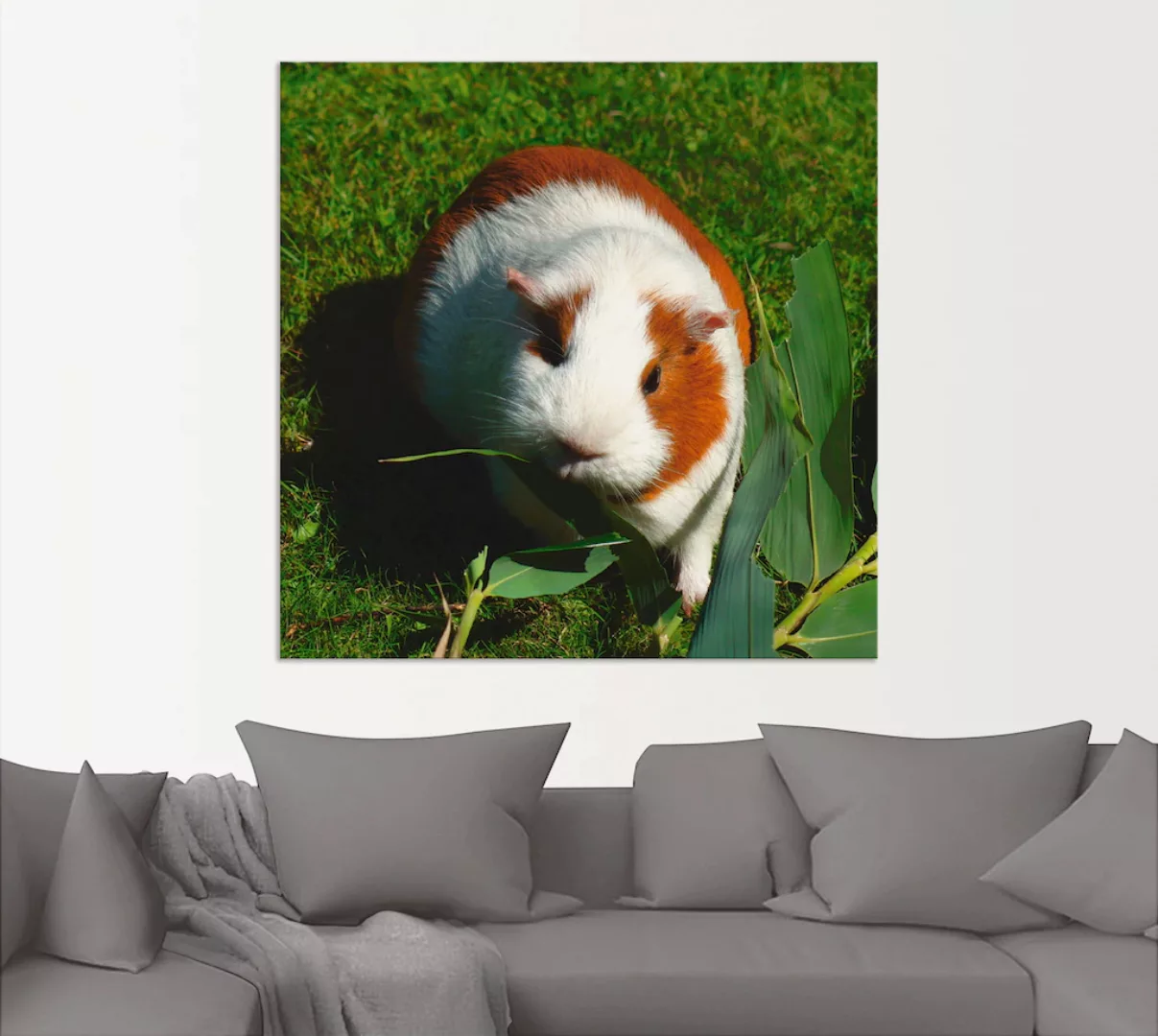 Artland Wandbild "Orange weißes Meerschweinchen", Haustiere, (1 St.), als A günstig online kaufen