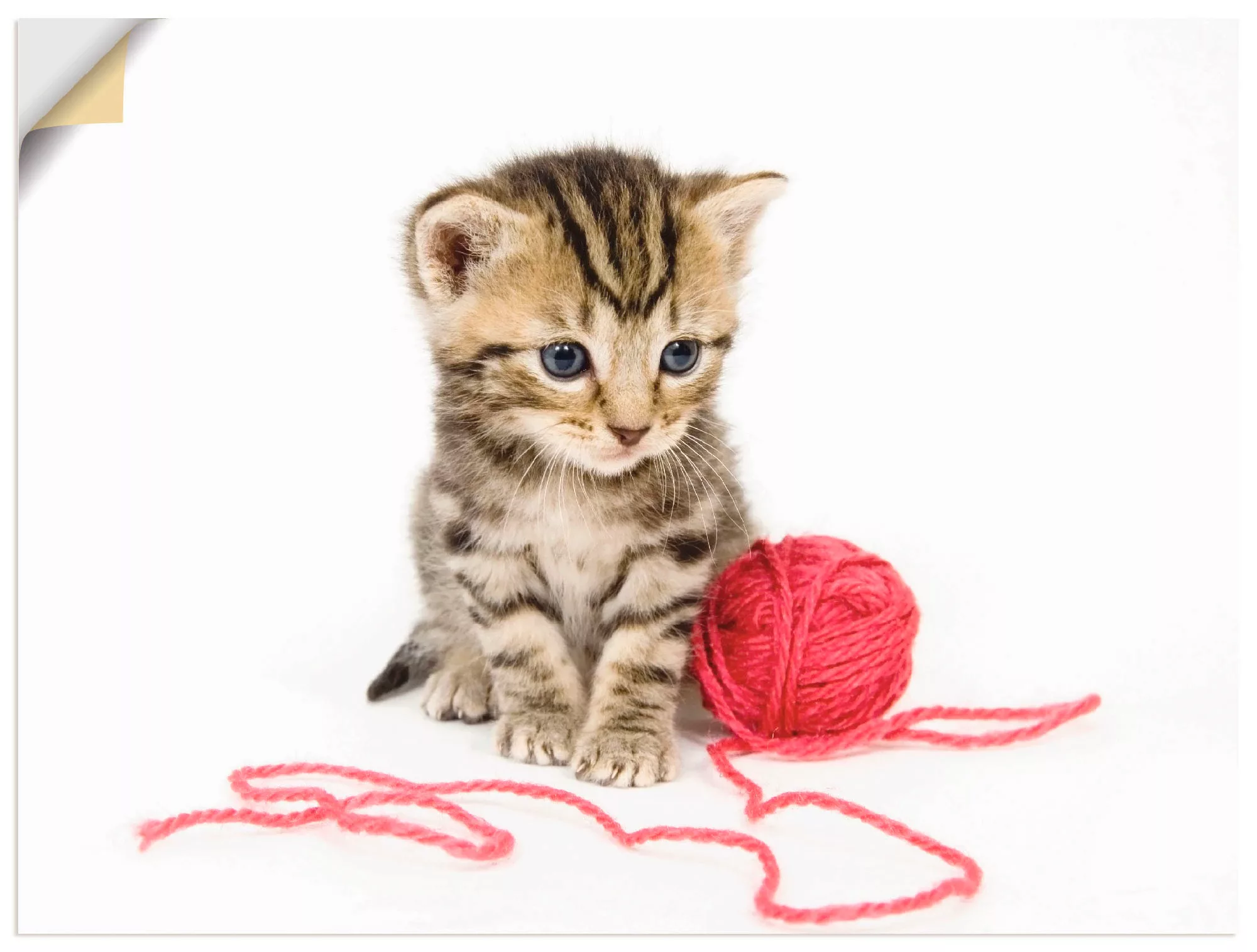 Artland Wandbild "Kätzchen mit rotem Garnball", Haustiere, (1 St.), als Alu günstig online kaufen