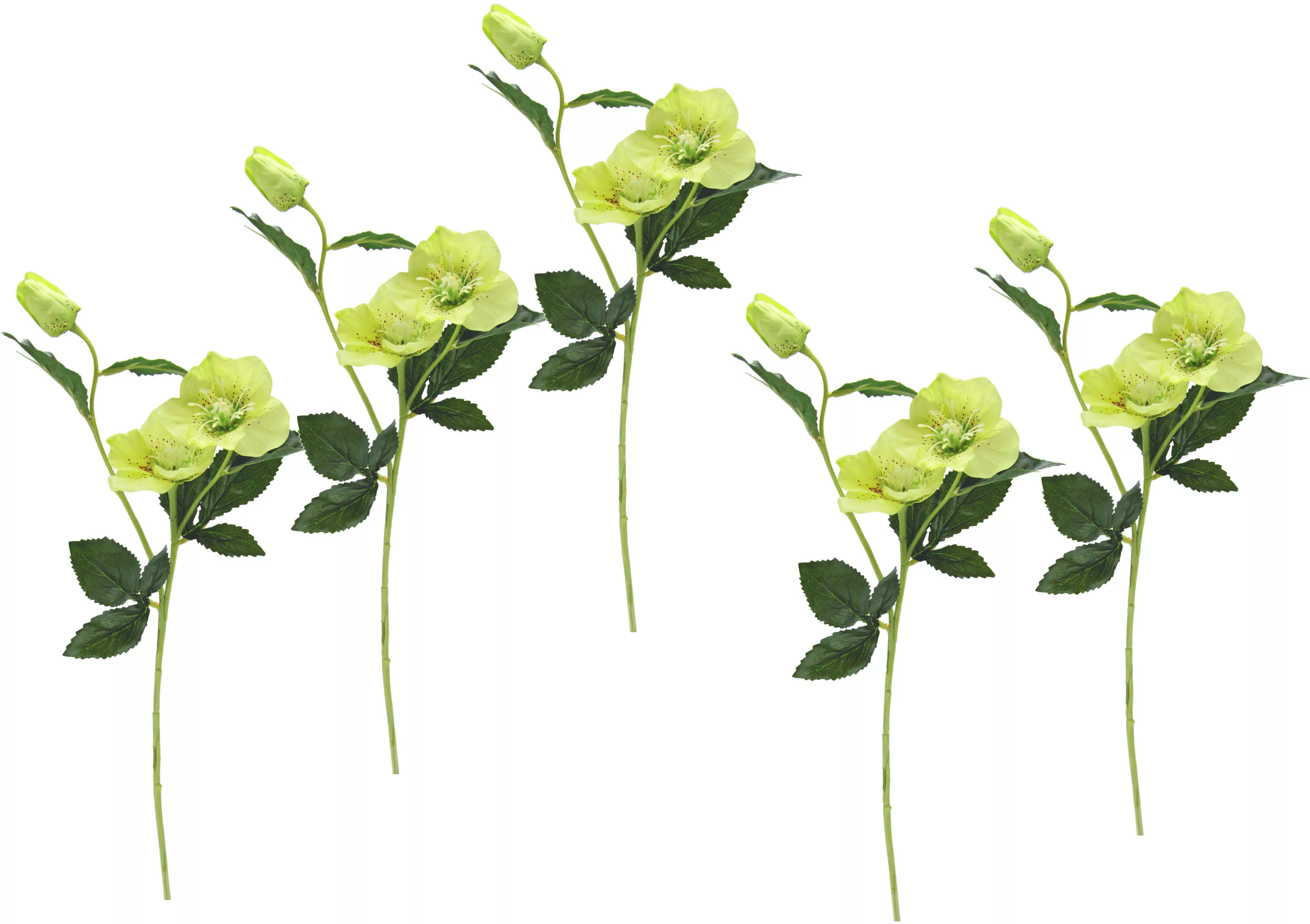 I.GE.A. Kunstblume "Christrose", Künstlich Seidenblumen, 5er Set günstig online kaufen