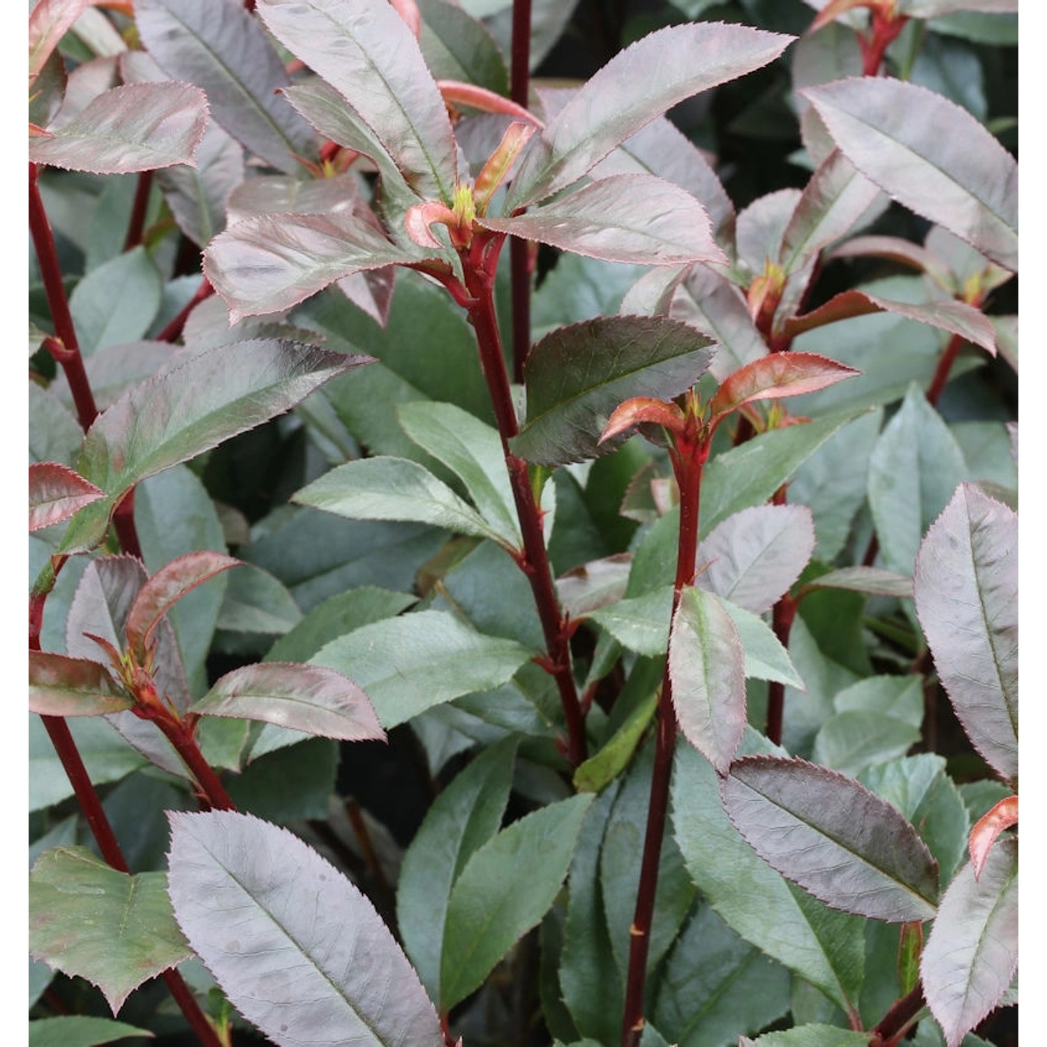 Kompakte Glanzmispel 25-30cm - Photinia fraseri günstig online kaufen